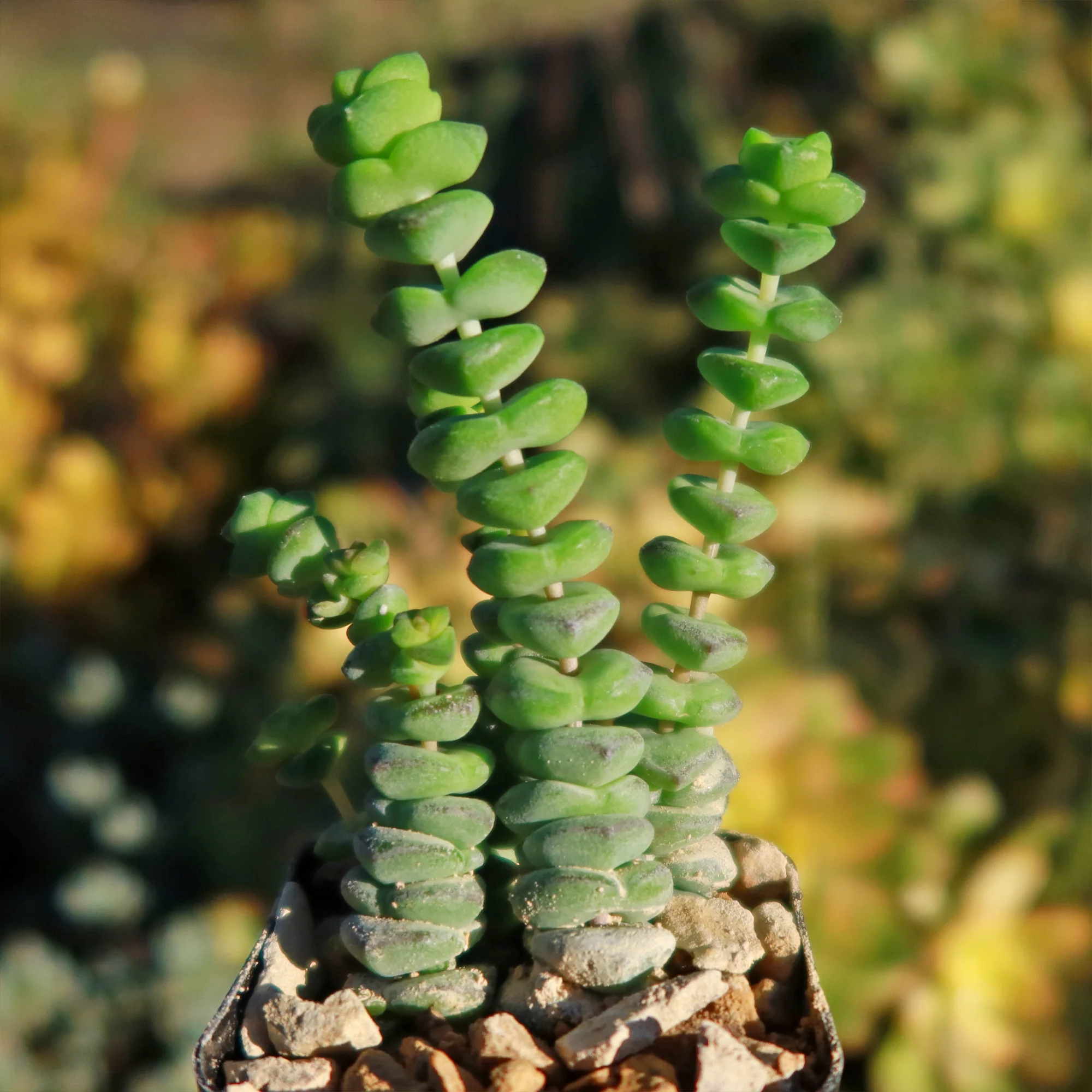 String of Buttons 'Crassula Perforata'