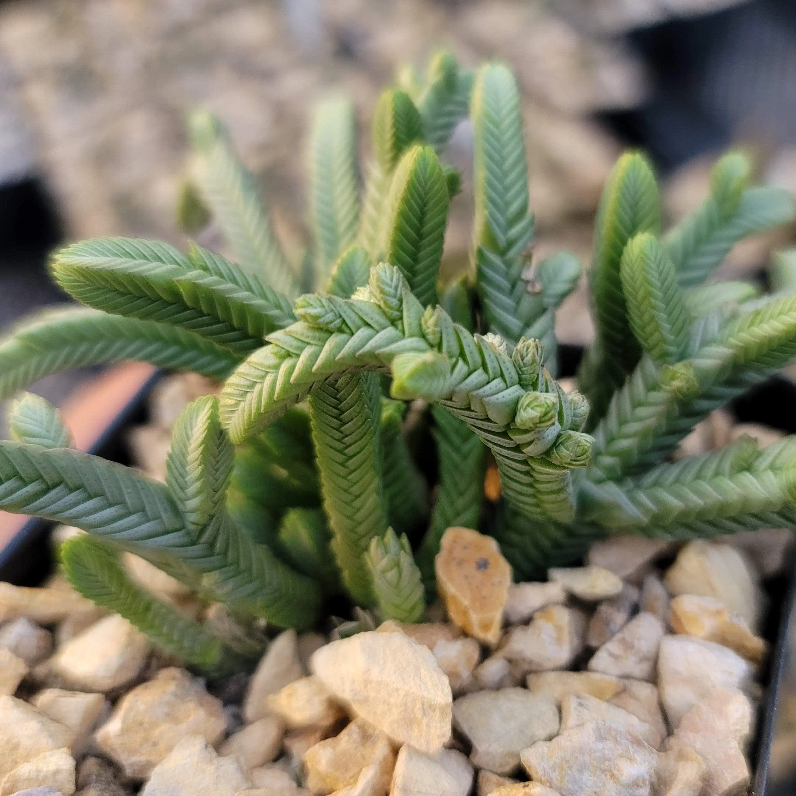 Pagoda Mini Jade ��Crassula pyramidalis��