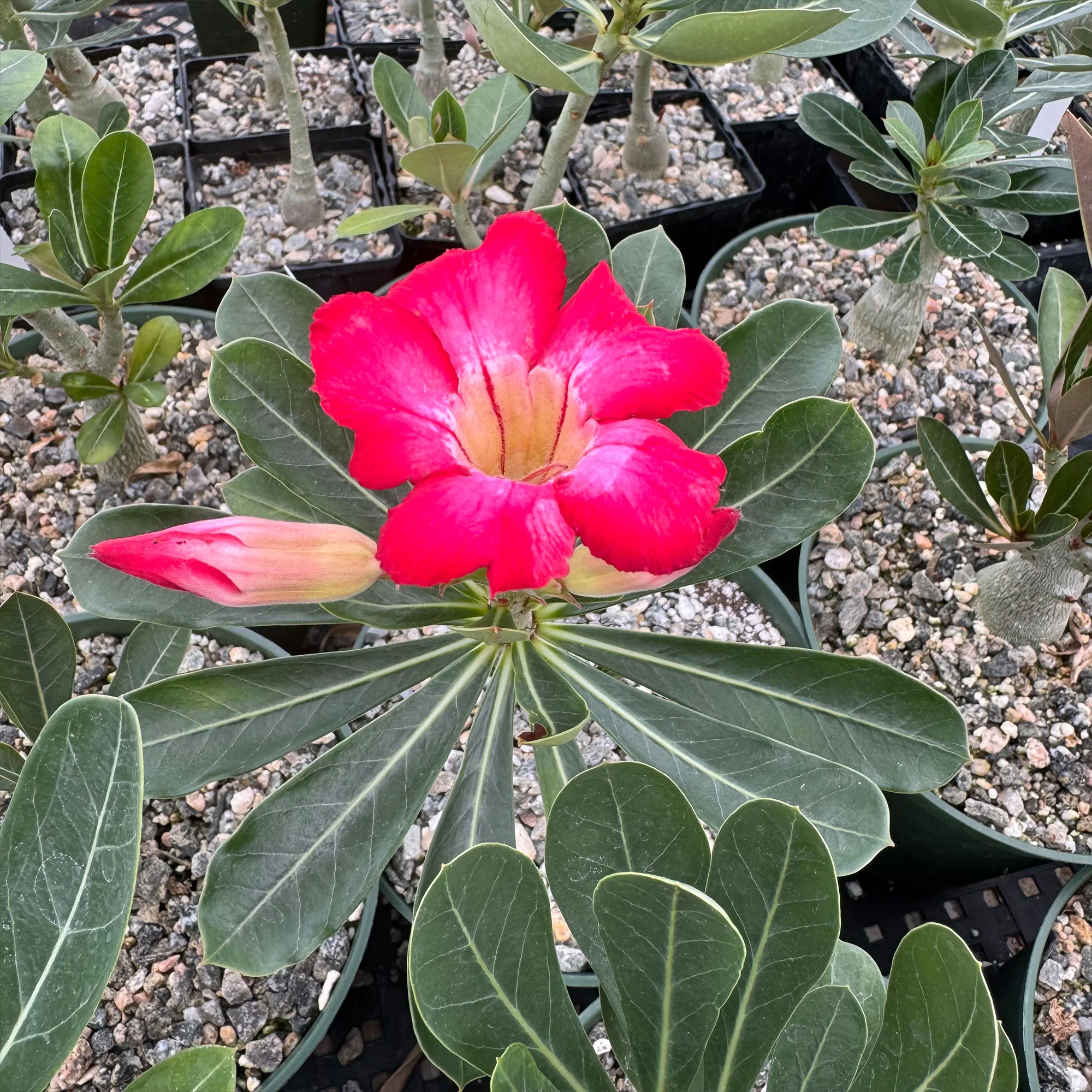 Desert Rose 'Adenium obesum'
