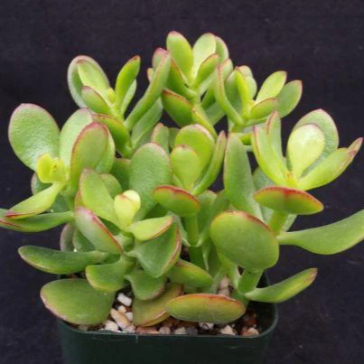 Botany Bay Jade Plant - Crassula ovata Botany Bay