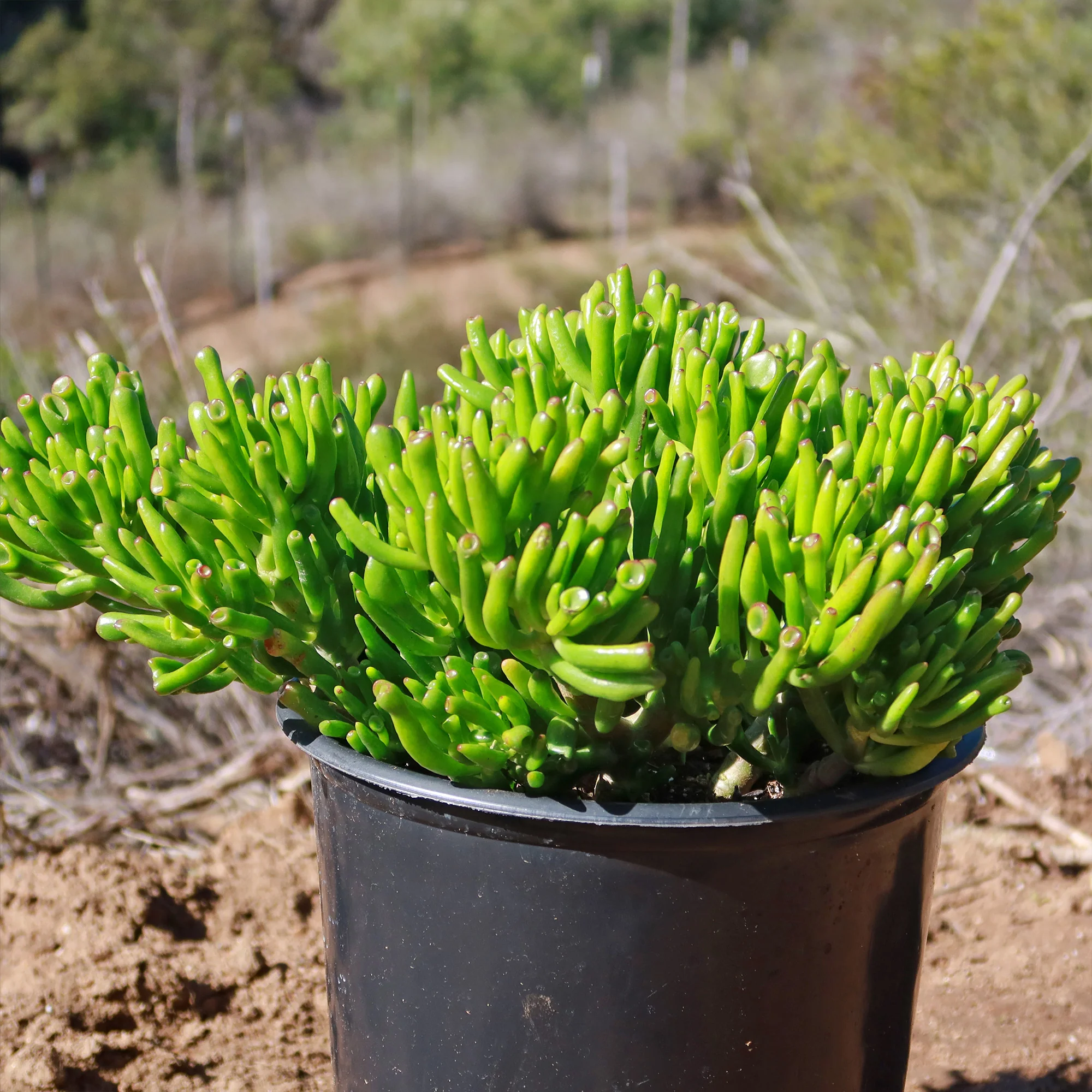 ET Fingers-Shrek Ears 'Crassula ovata Gollum Jade'