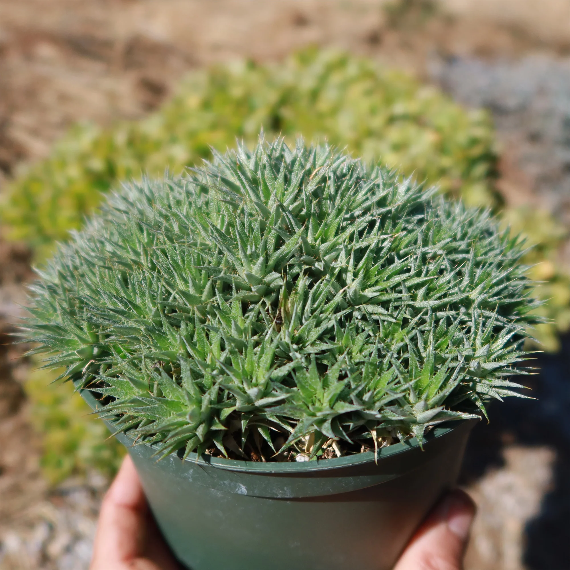 Abromeitiella chlorantha