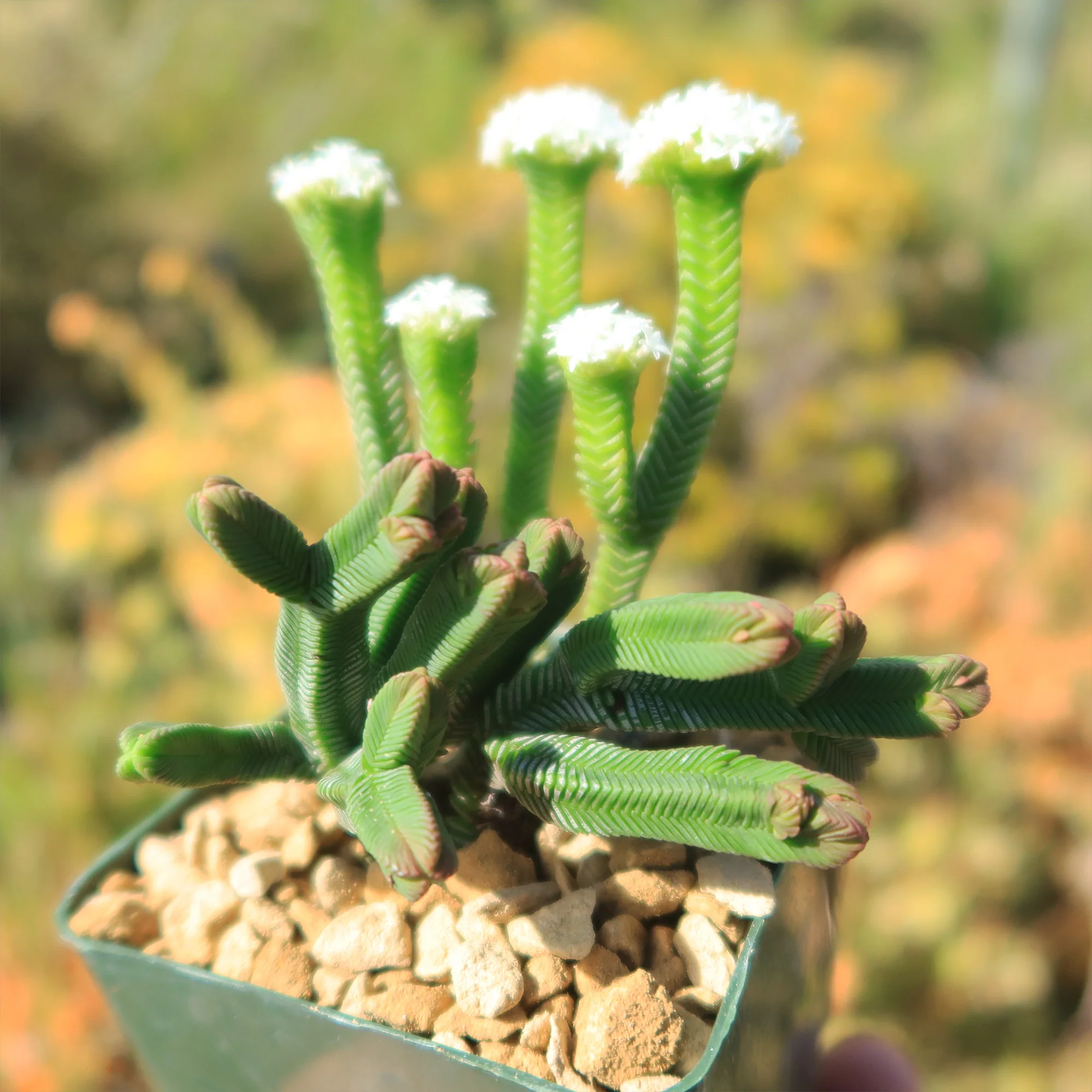 Pagoda Mini Jade ��Crassula pyramidalis��