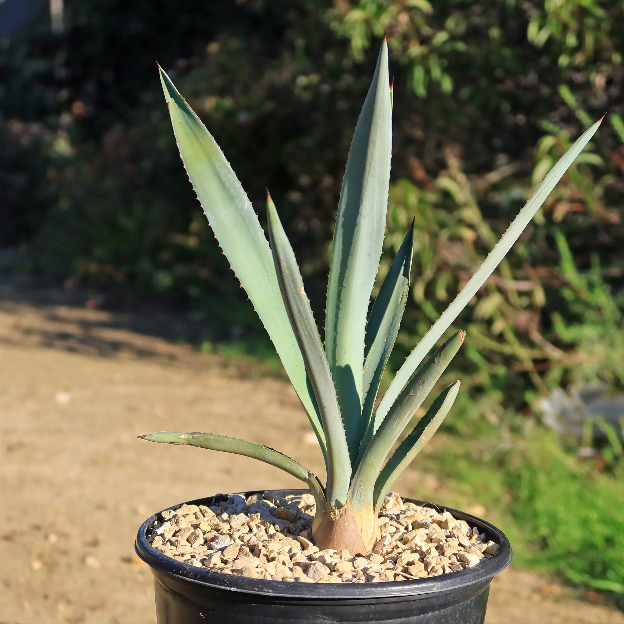Blue agave - Agave Tequilana 'Tequila Plant'