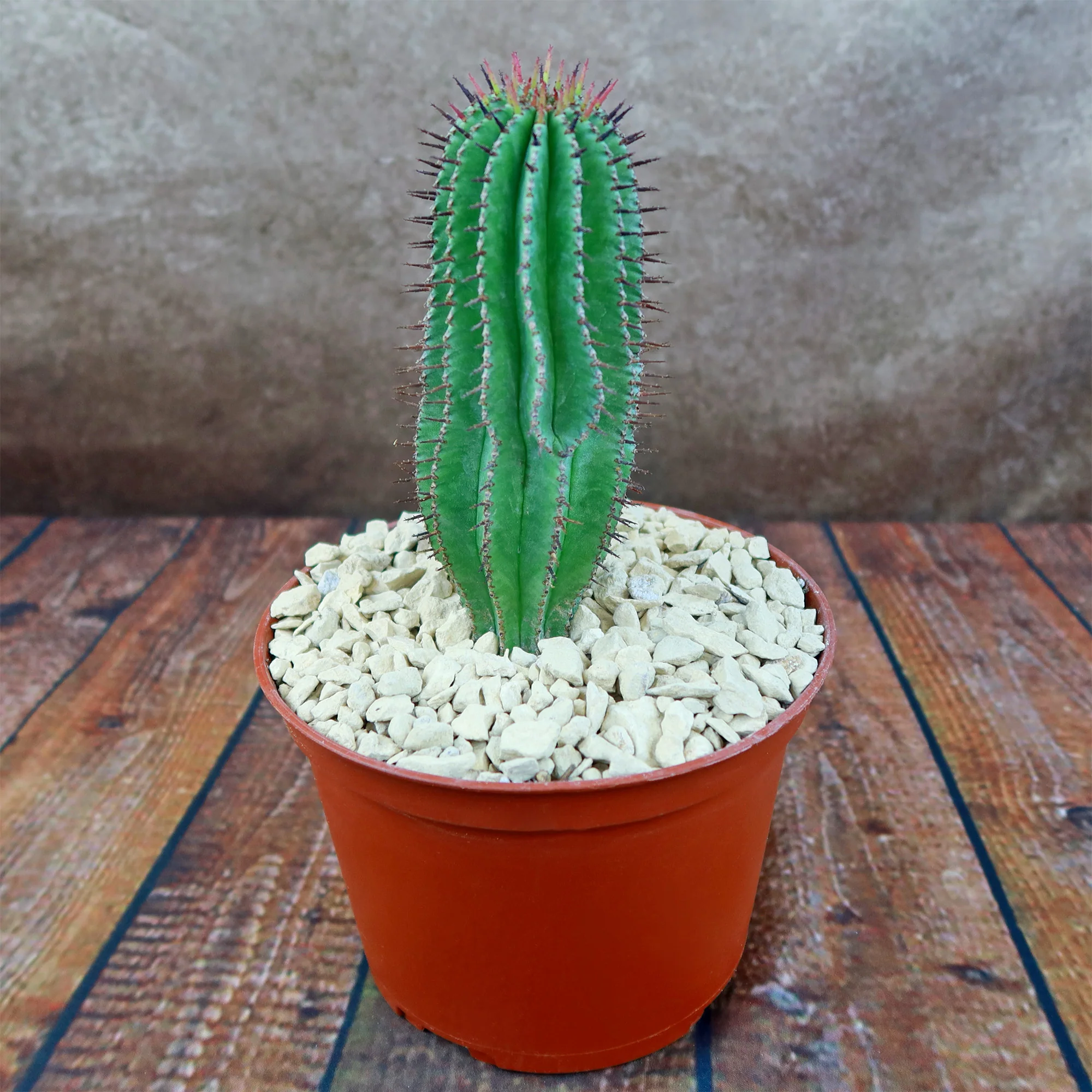 Milk Barrel Cactus ��Euphorbia cereiformis��