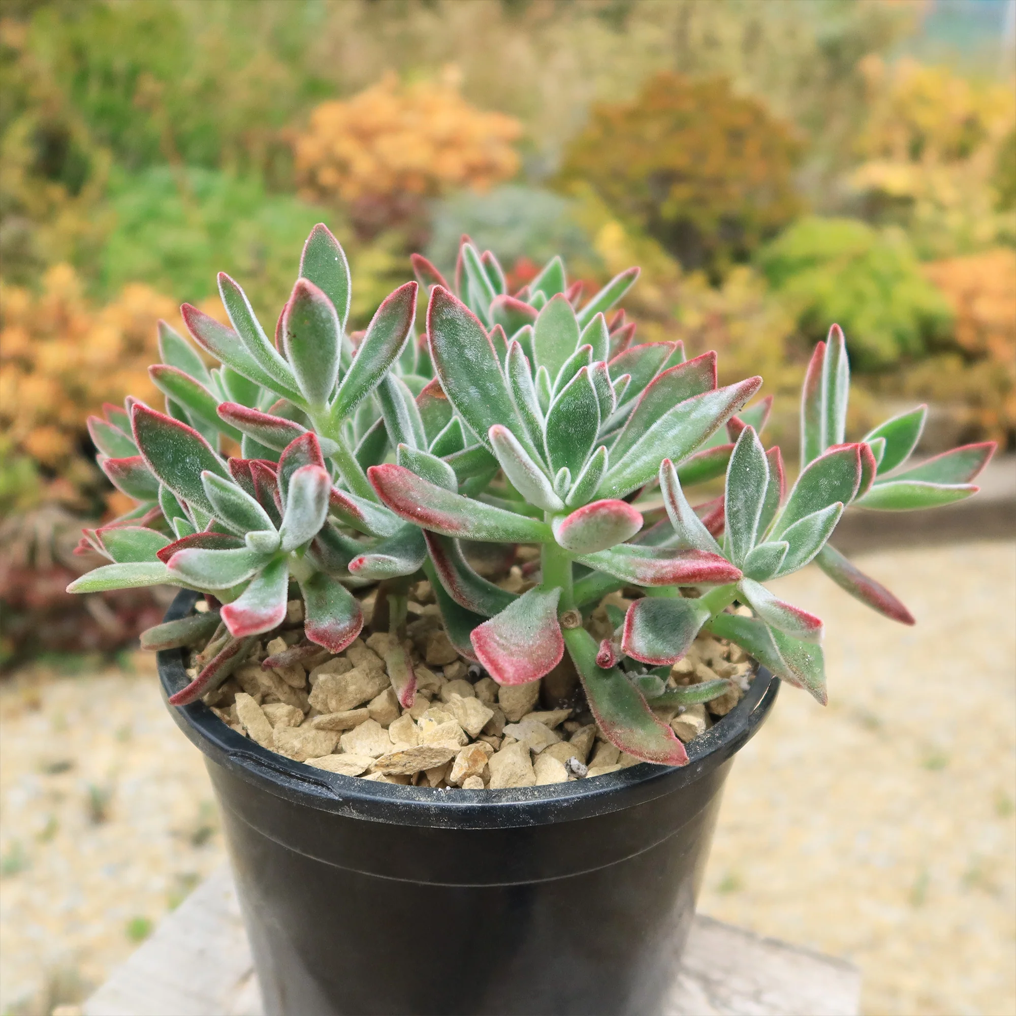 Ruby Slipper Succulent ��Echeveria harmsii��