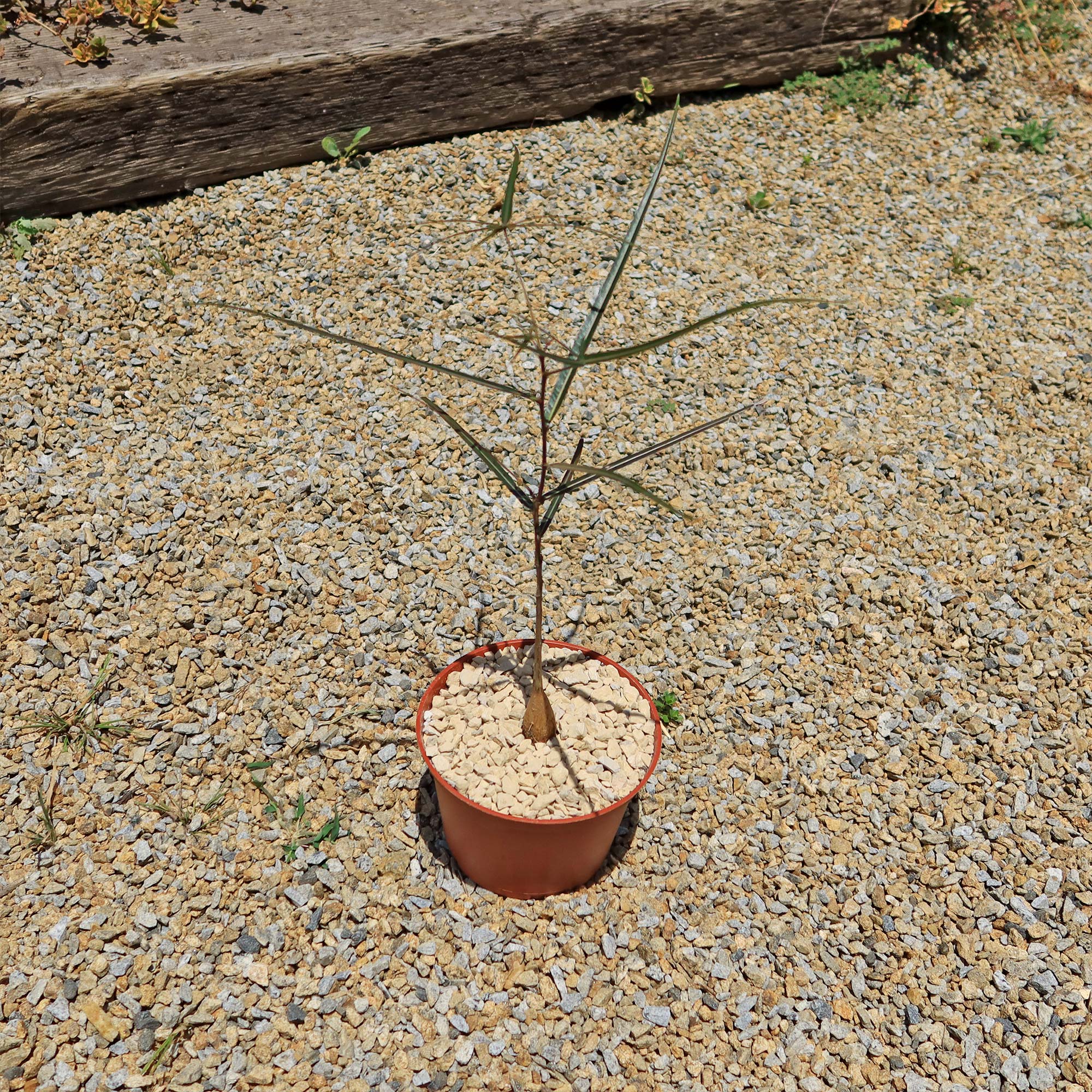 Queensland Bottle Tree 'Brachychiton rupestris'