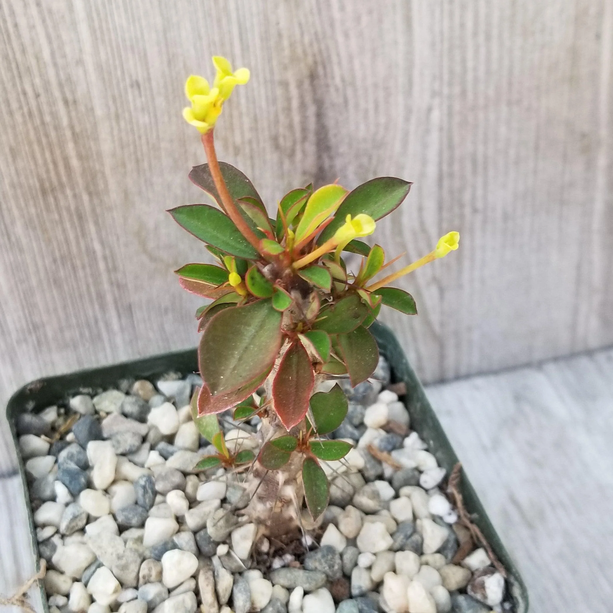 Euphorbia milii Yellow �C Crown of Thorns