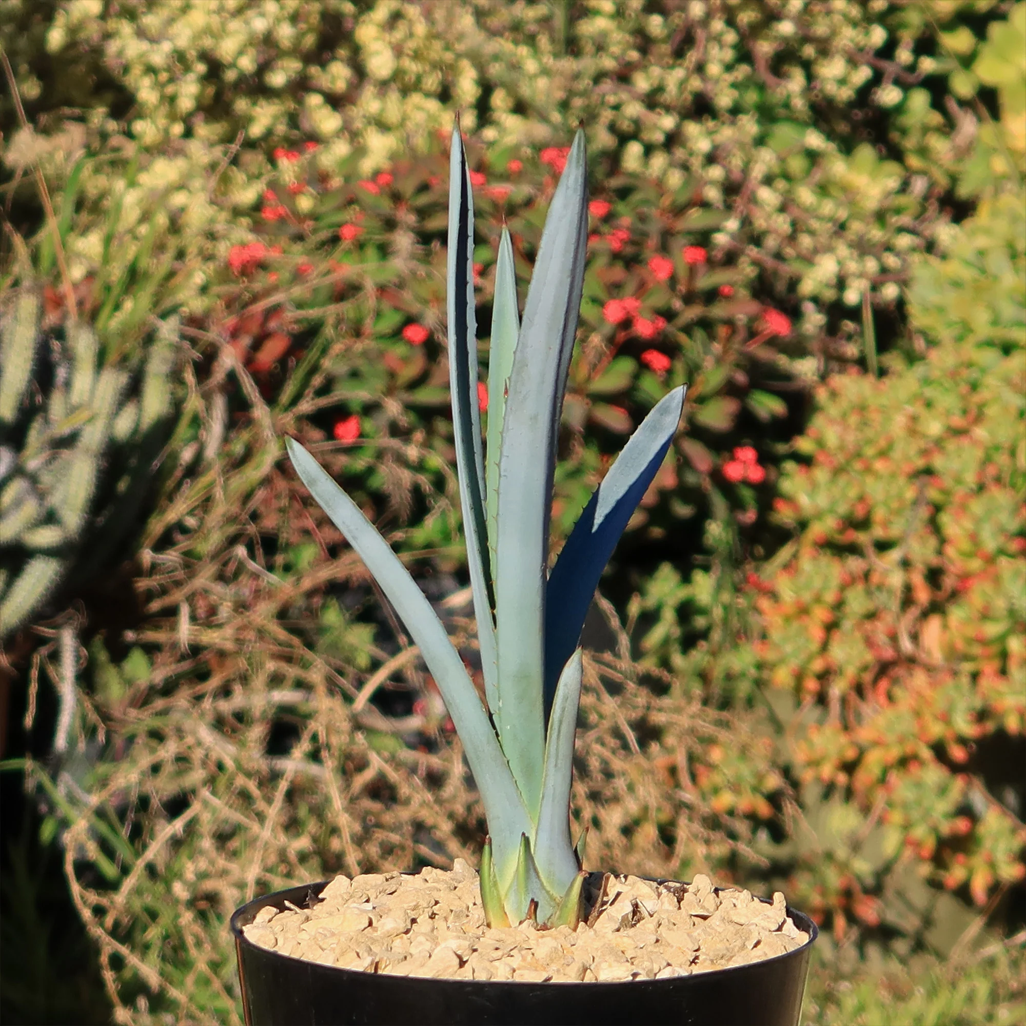 Blue agave - Agave Tequilana 'Tequila Plant'