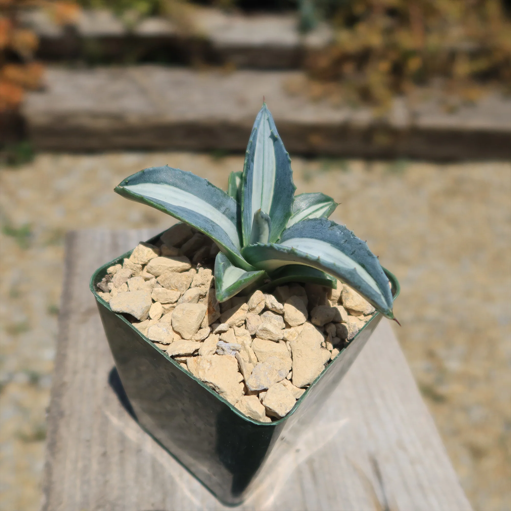 Agave mediopicta alba �C White Striped Century Plant