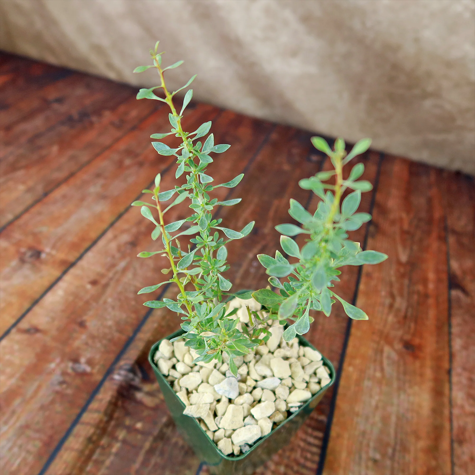 Idria columnaris boojum tree