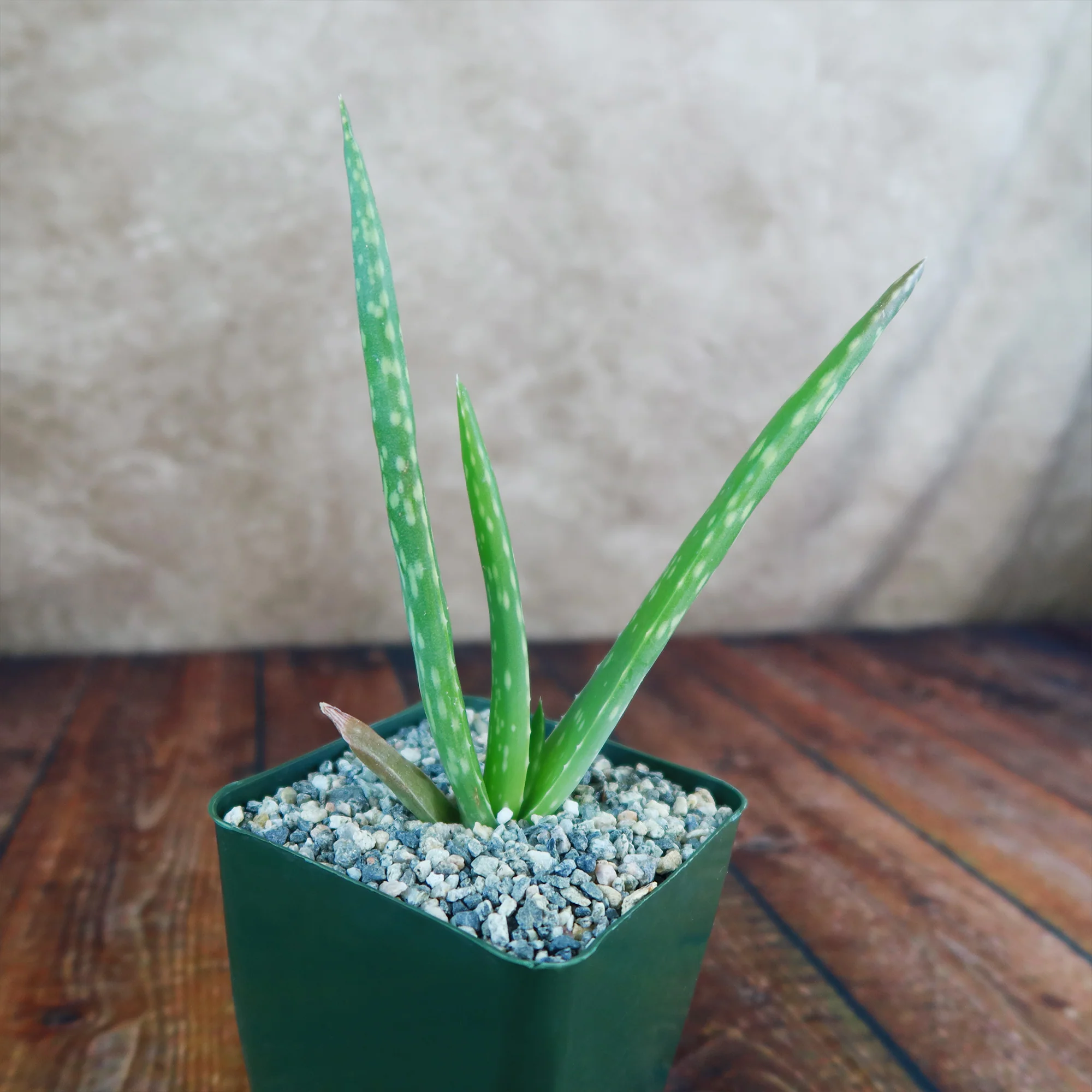 Aloe Vera - Aloe?barbadensis 'miller'