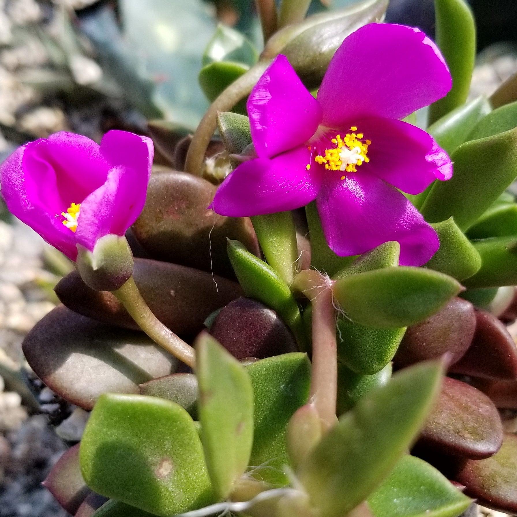 'Sand Rose Succulent - Anacampseros rufescens'