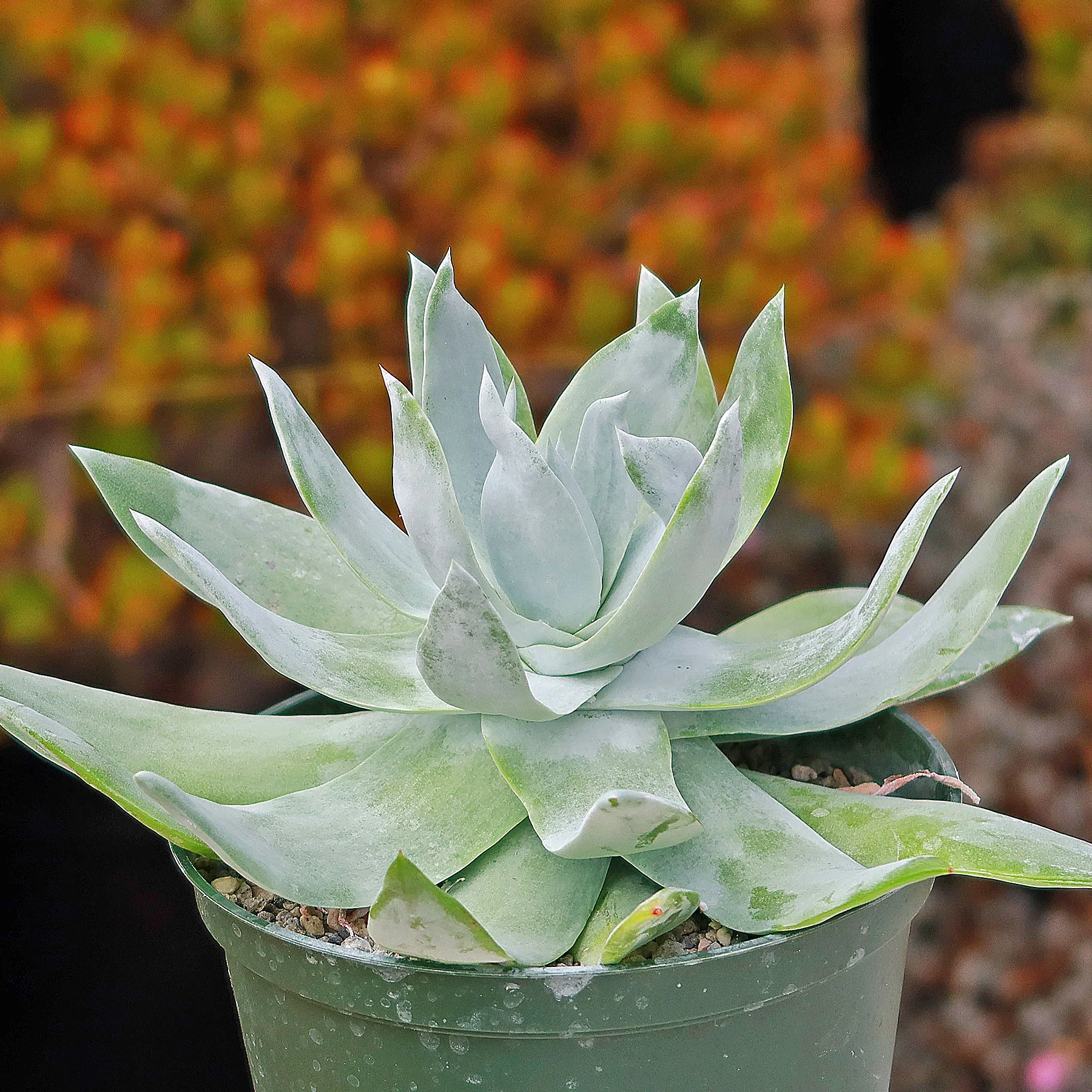 Giant Chalk Dudleya ��Dudleya brittonii��