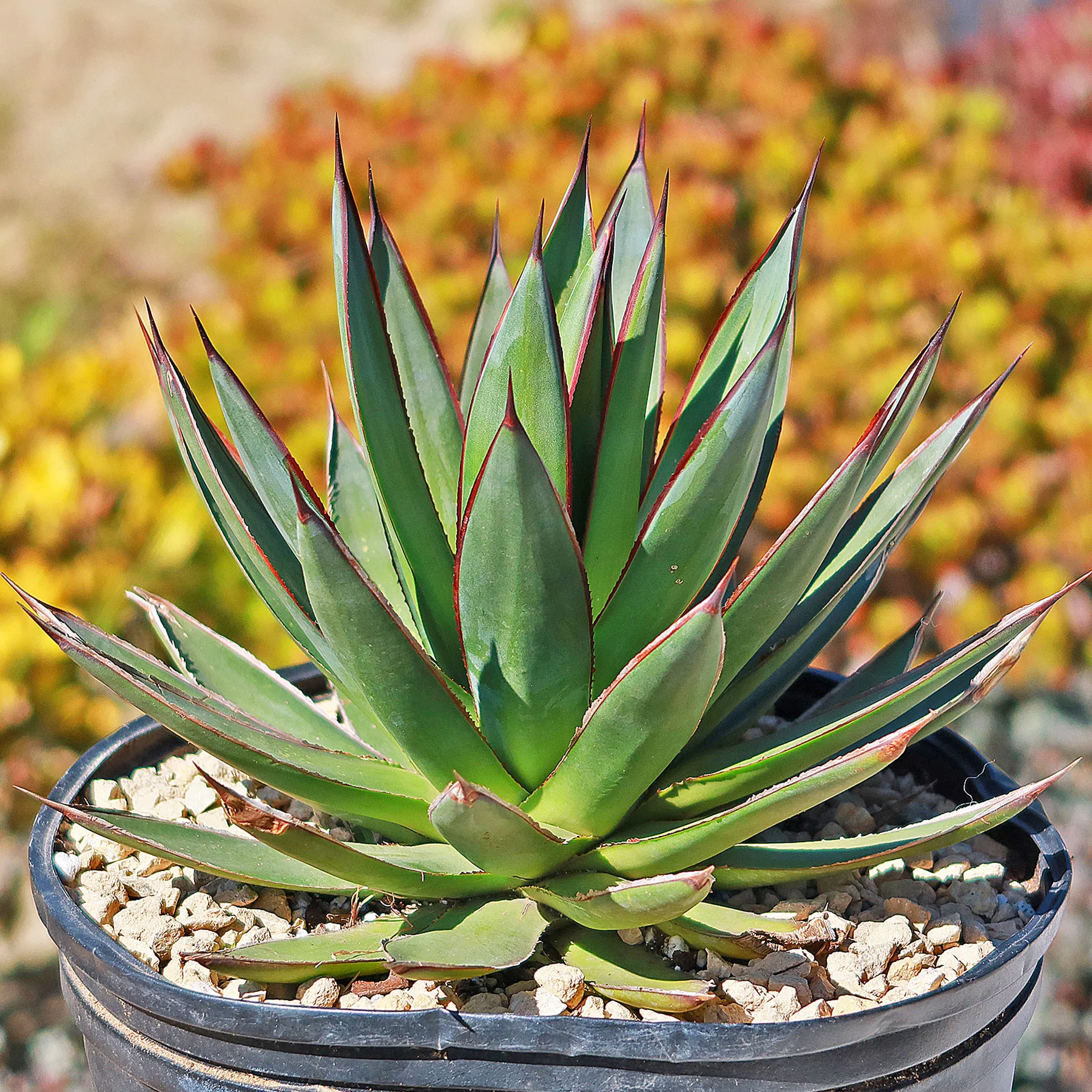 Agave Blue Glow
