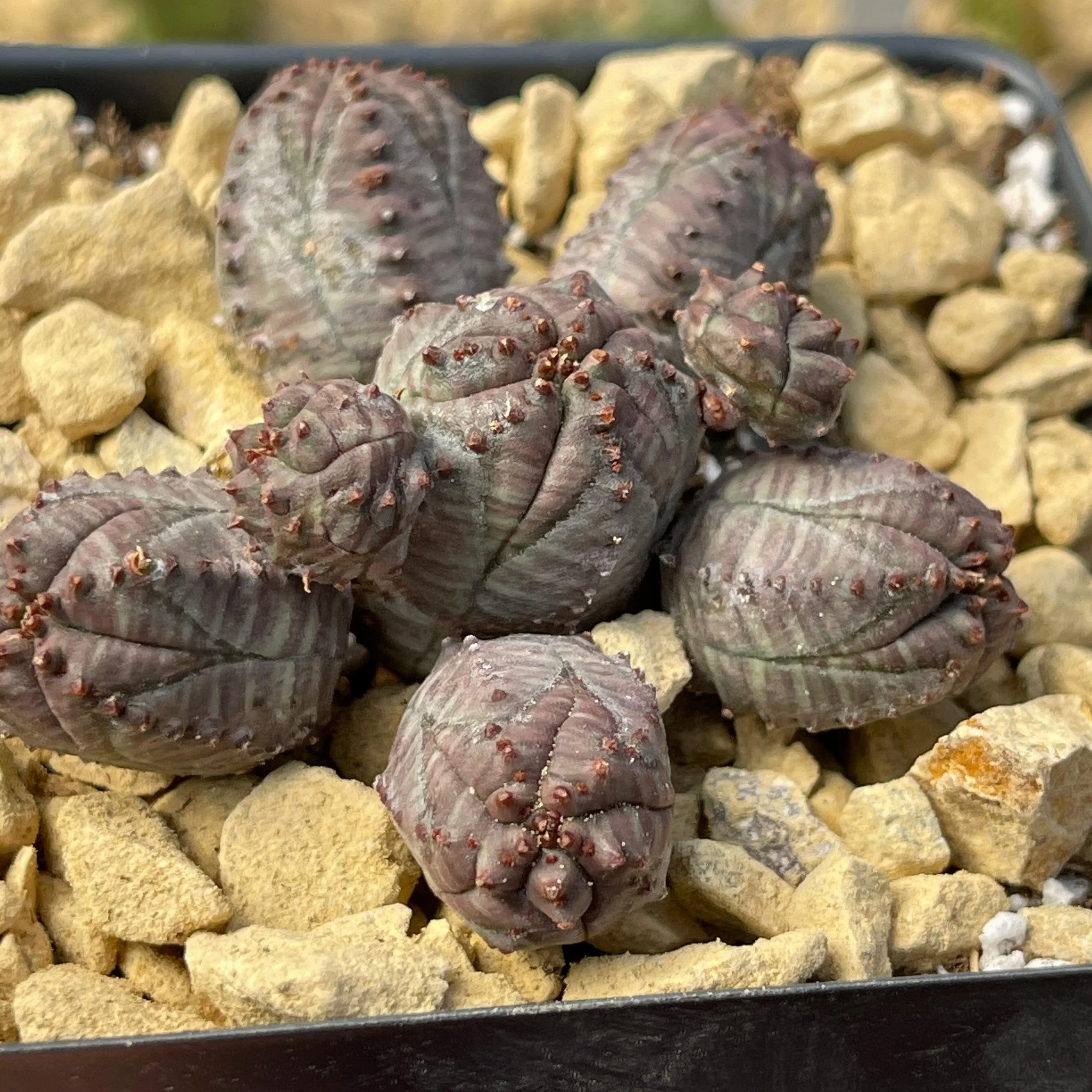 Euphorbia pseudoglobosa