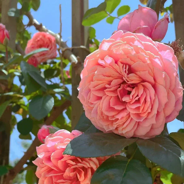 🌹 Ever-Bloom Climbing Roses Seeds | 🌸 Add Winter Elegance to Your Garden