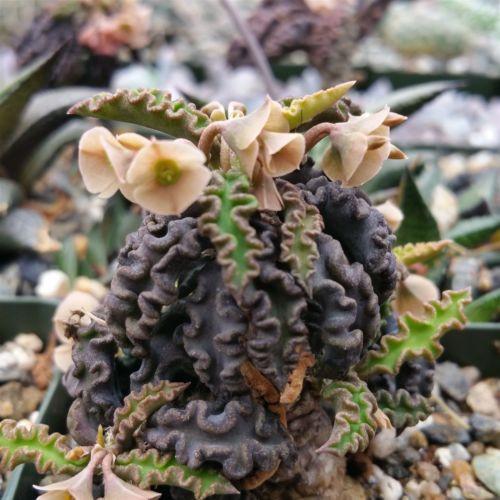 Euphorbia decaryi spirosticha