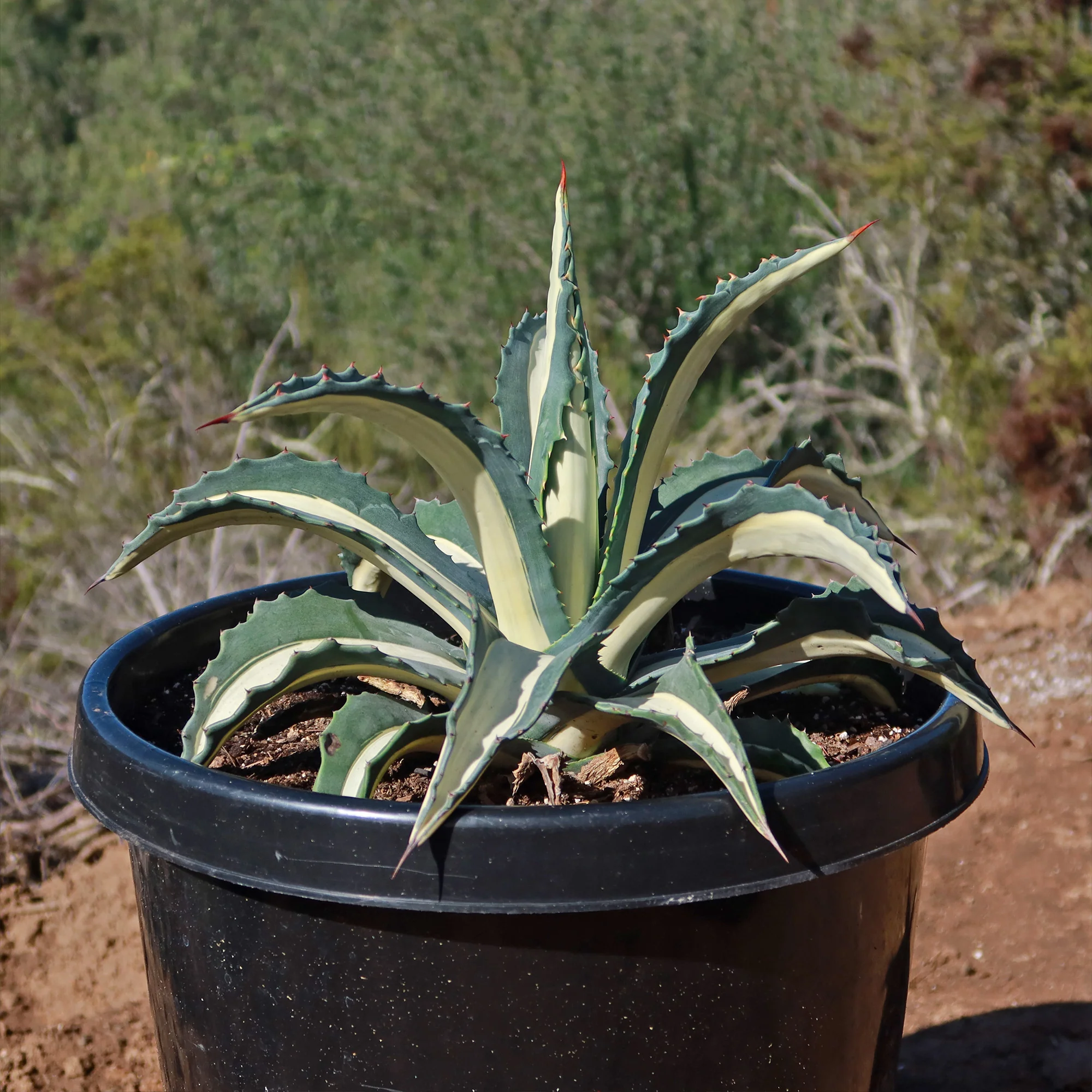 Agave mediopicta alba �C White Striped Century Plant