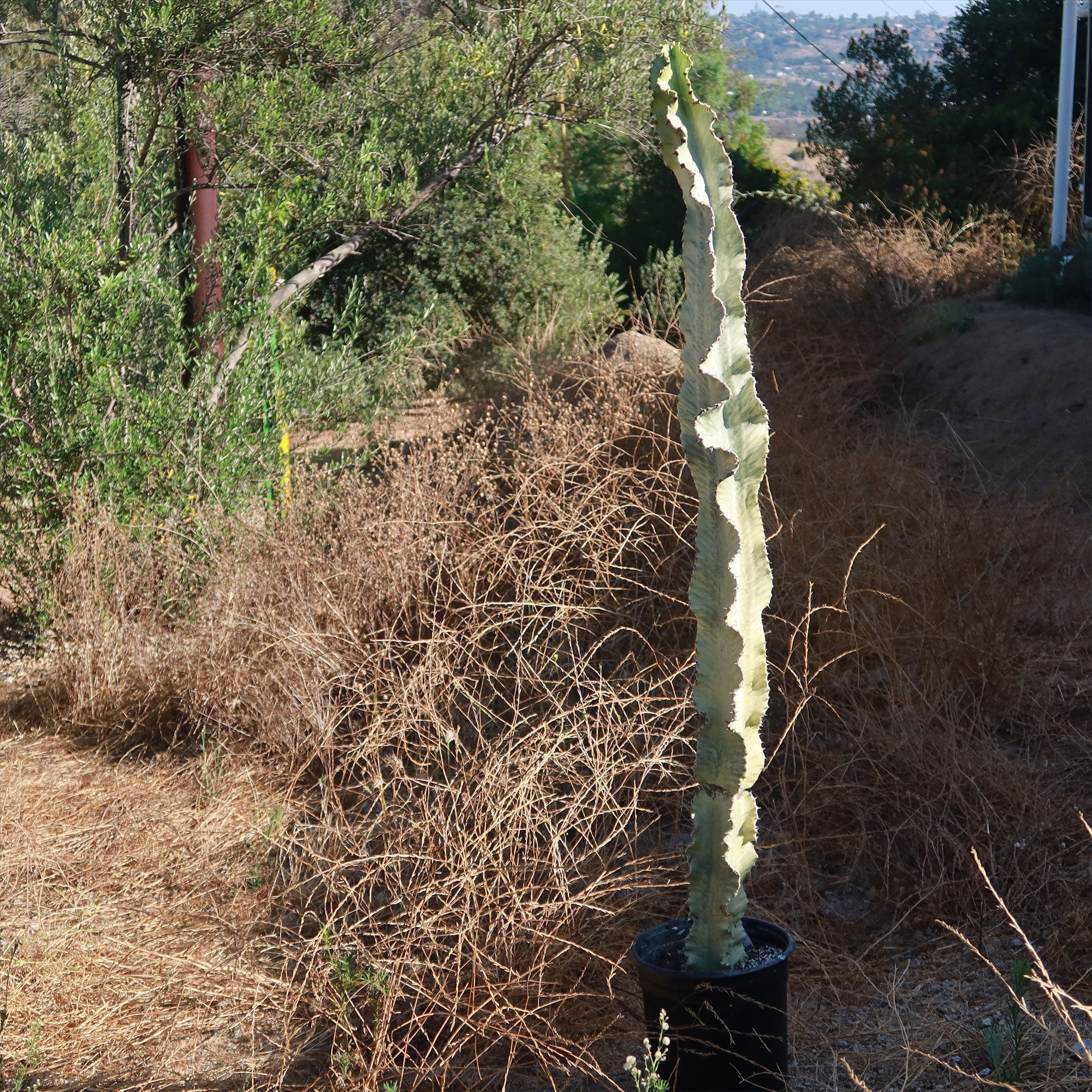 Variegated African Candelabra - Euphorbia ammak variegata