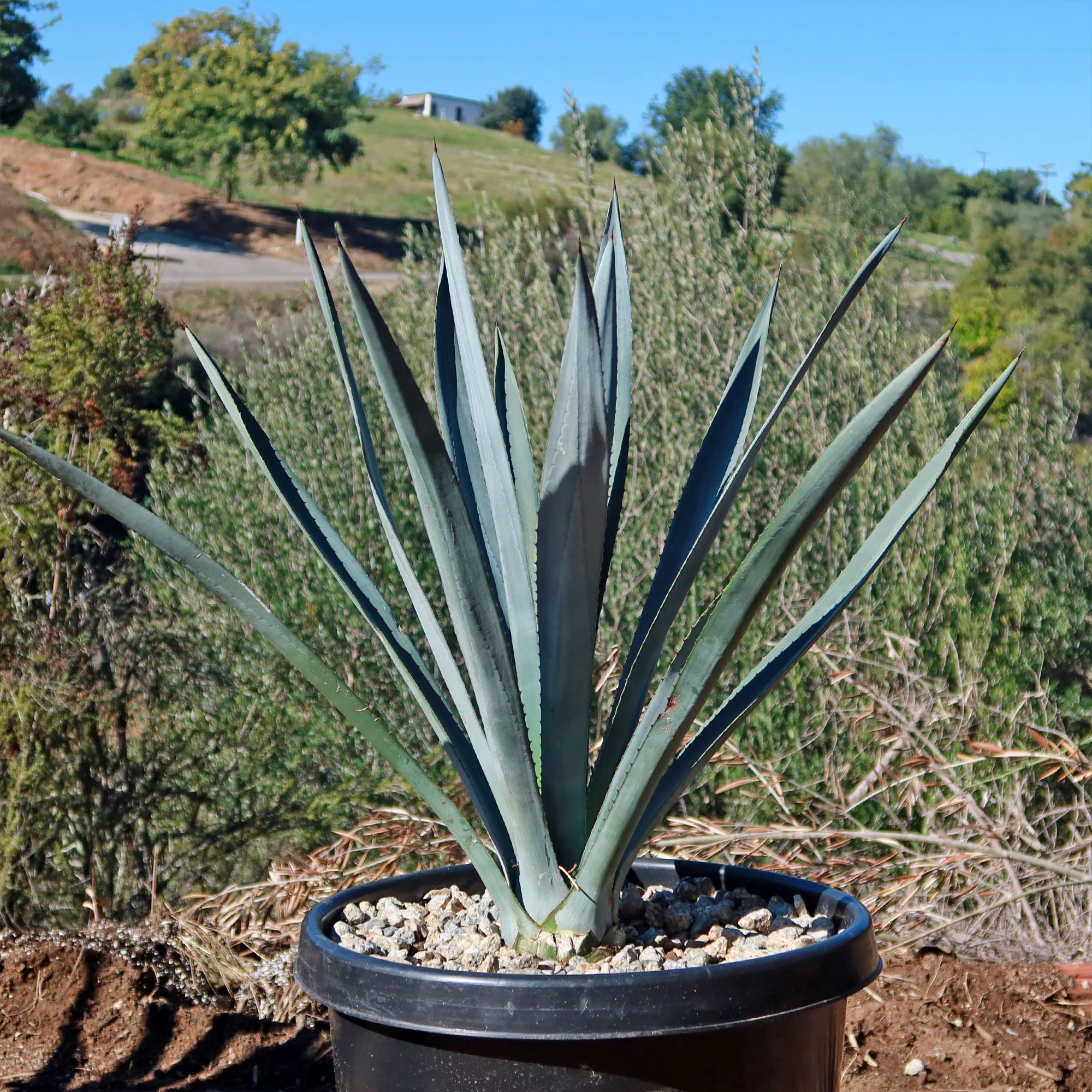 Blue agave - Agave Tequilana 'Tequila Plant'