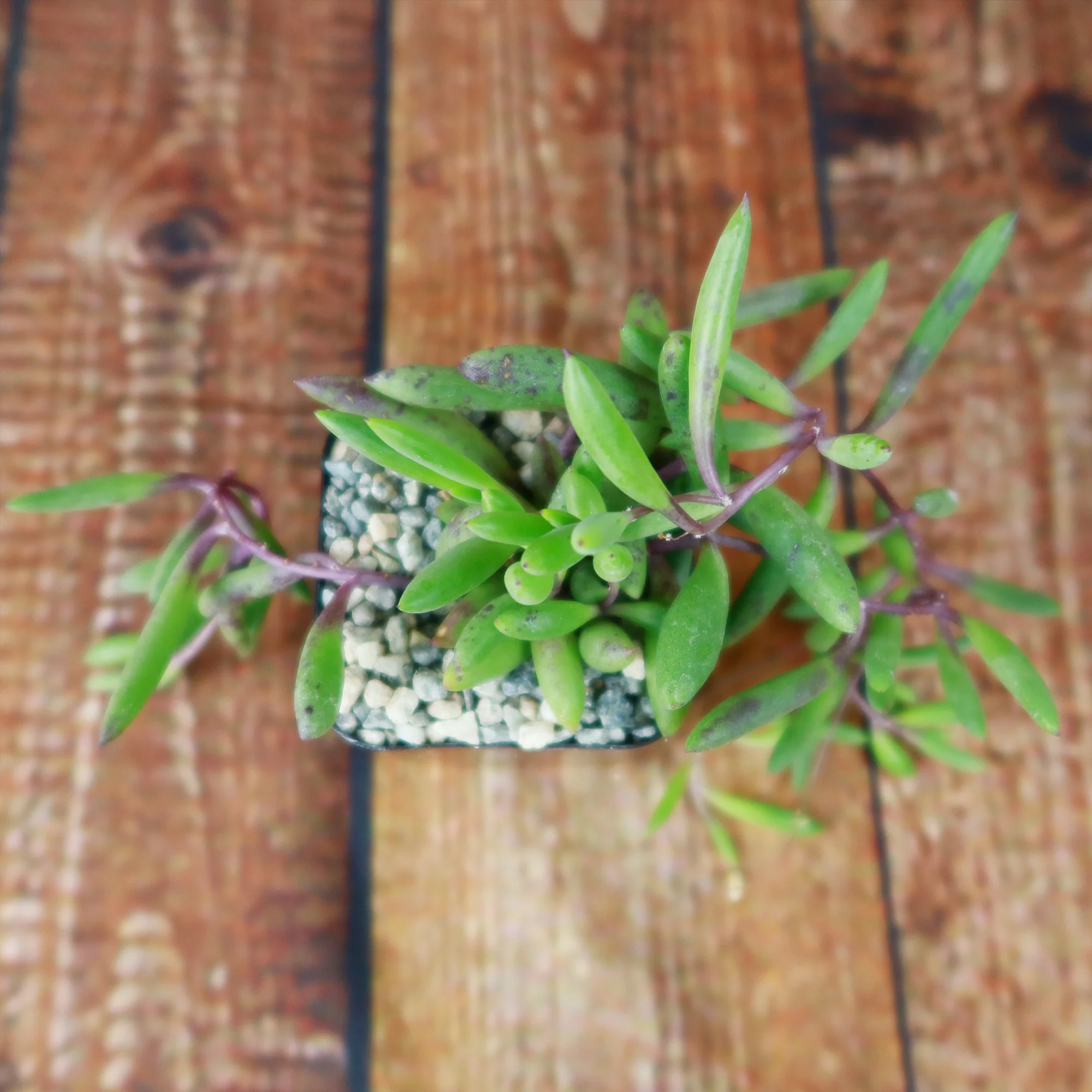 Ruby Necklace Plant 'Othonna capensis'