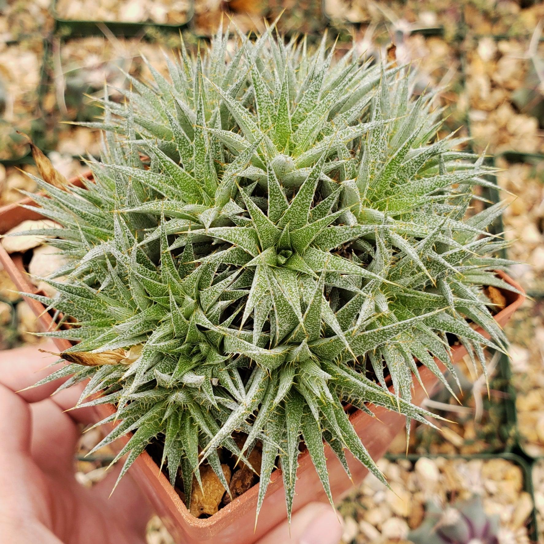 Abromeitiella chlorantha