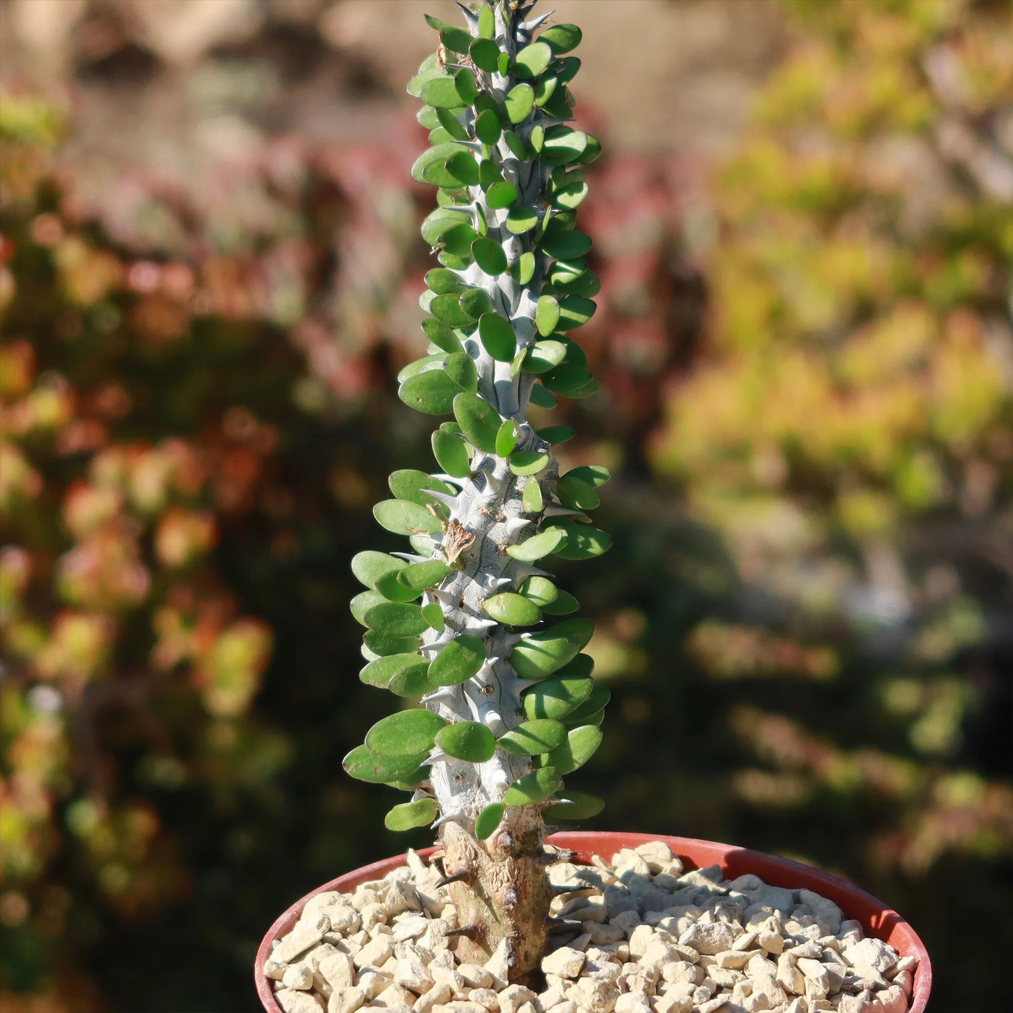 Madagascar ocotillo 'Alluaudia procera'