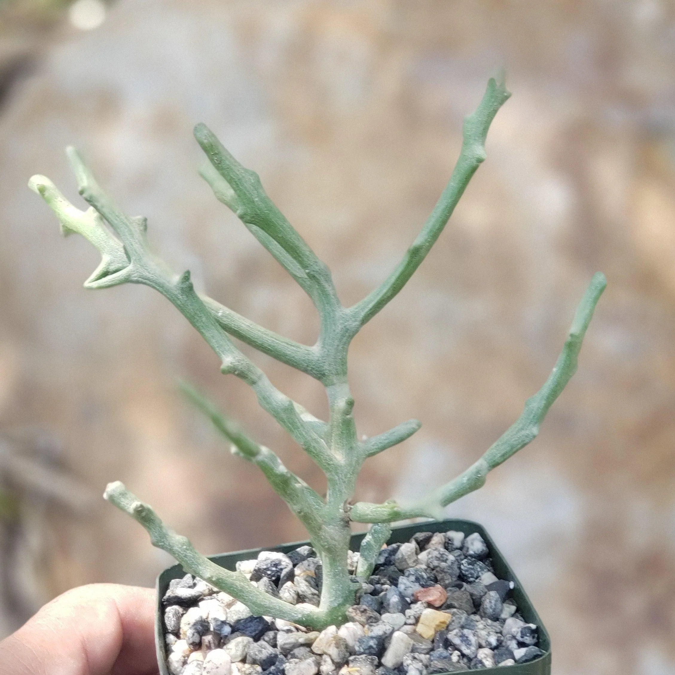 Euphorbia stenoclada spineless
