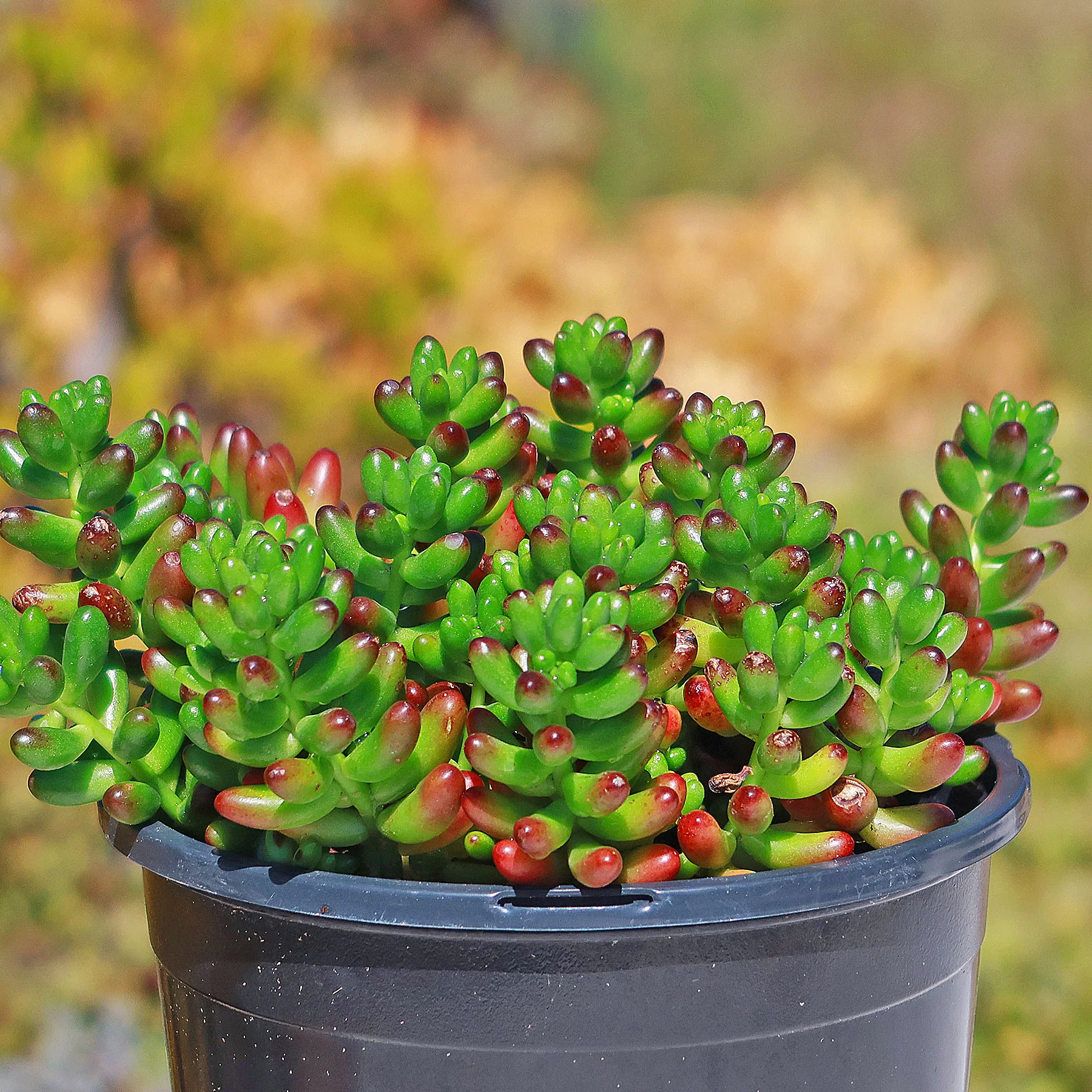 Jelly Bean Succulent 'Sedum rubrotinctum'