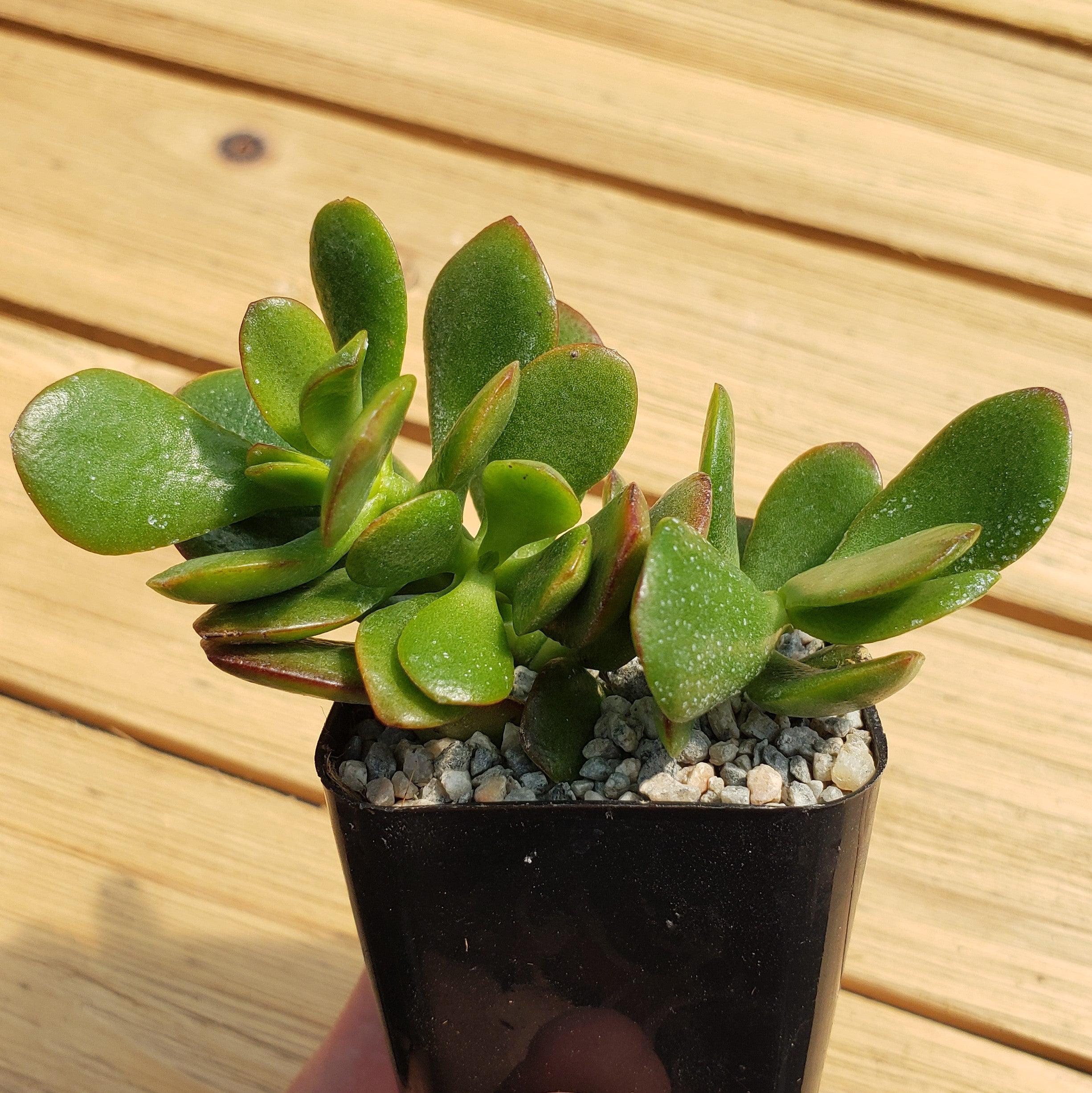 Botany Bay Jade Plant - Crassula ovata Botany Bay