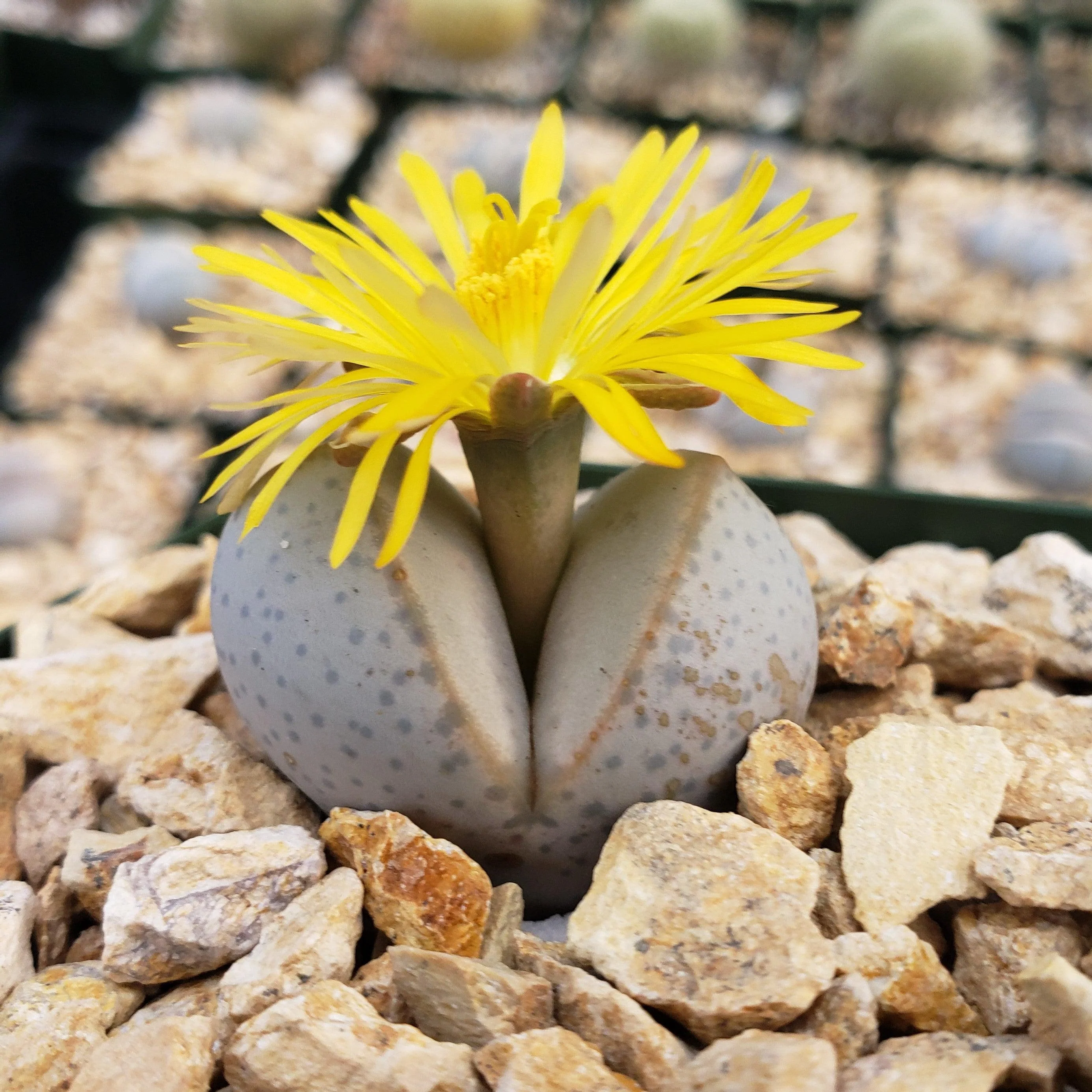 Dinteranthus wilmottianus