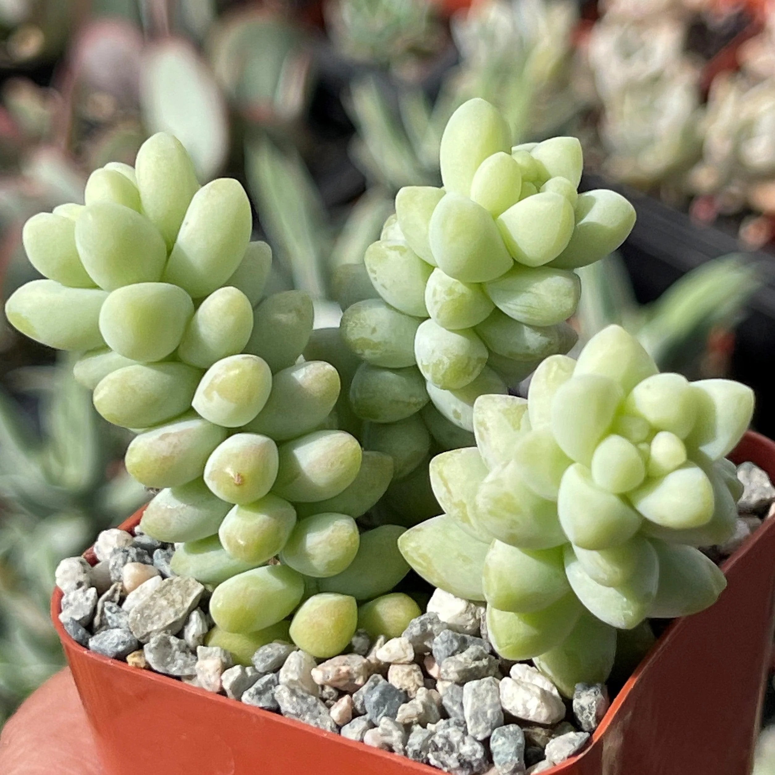 Burro��s Tail Succulent - Sedum morganianum ��Burrito��