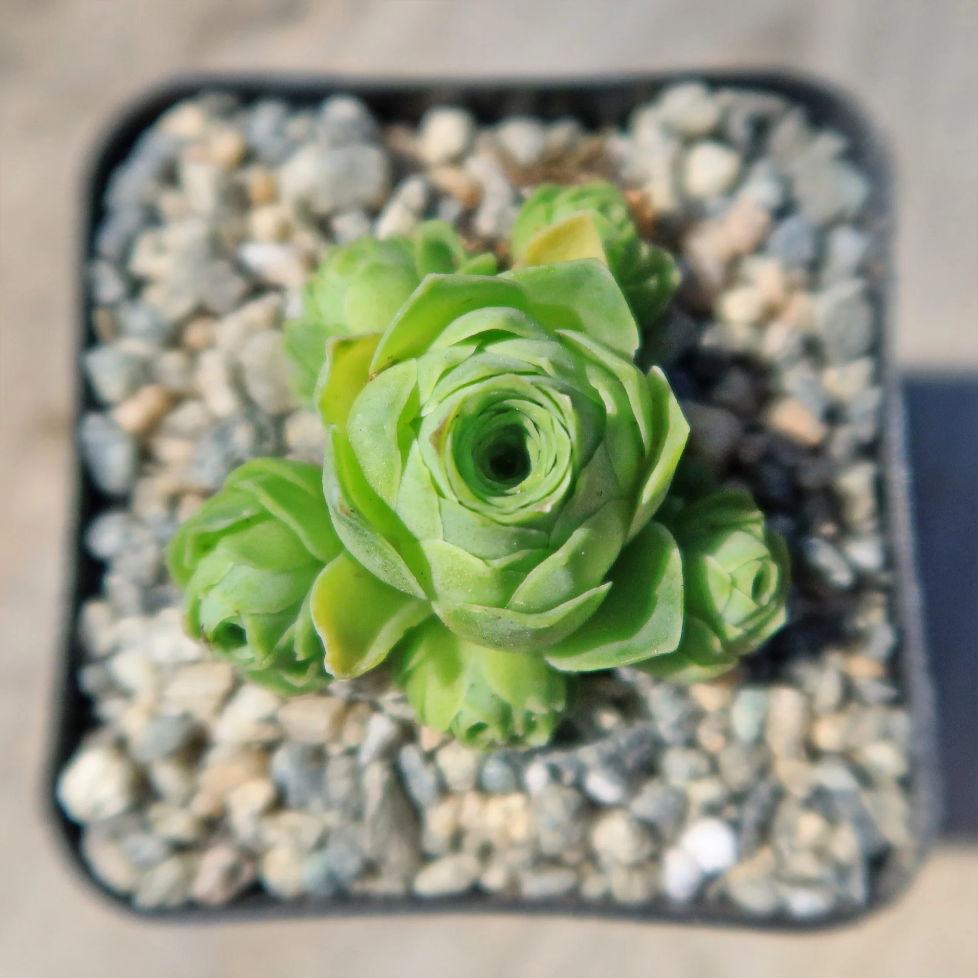 Mountain Rose Succulent ��Aeonium dodrantale�� (Greenovia dodrantalis)