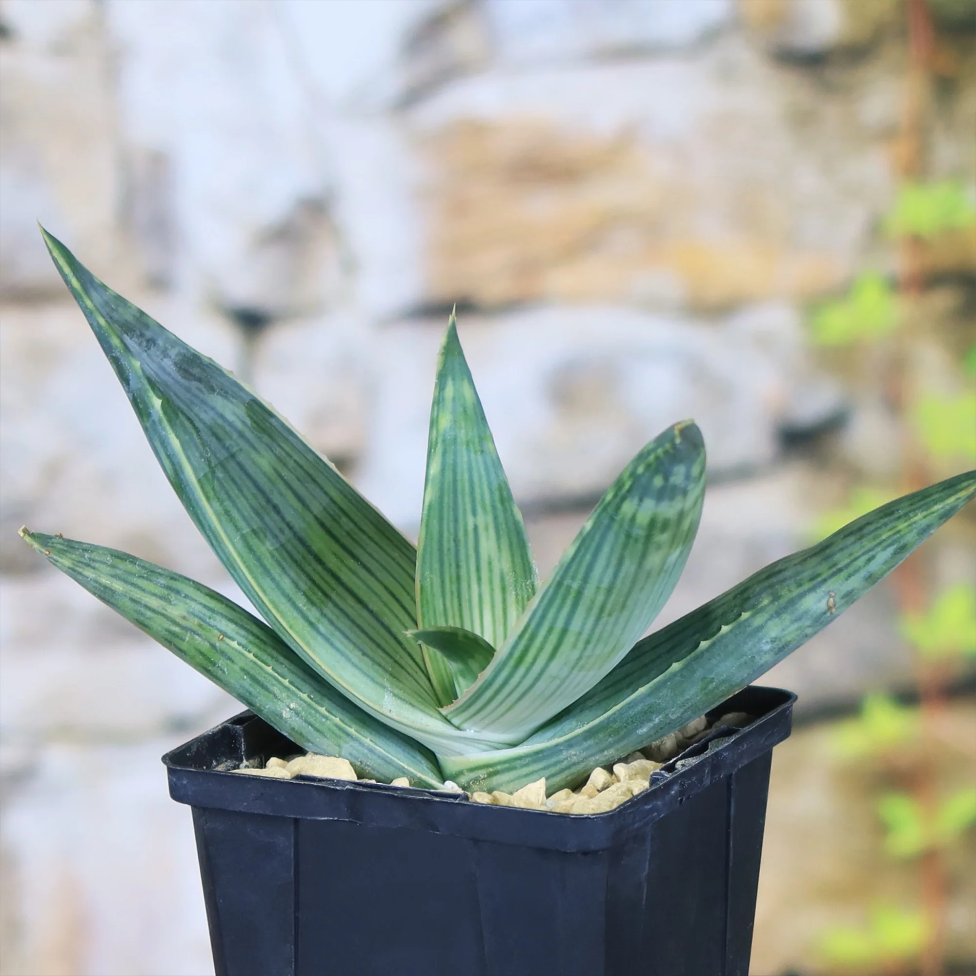 Aloe karasbergensis