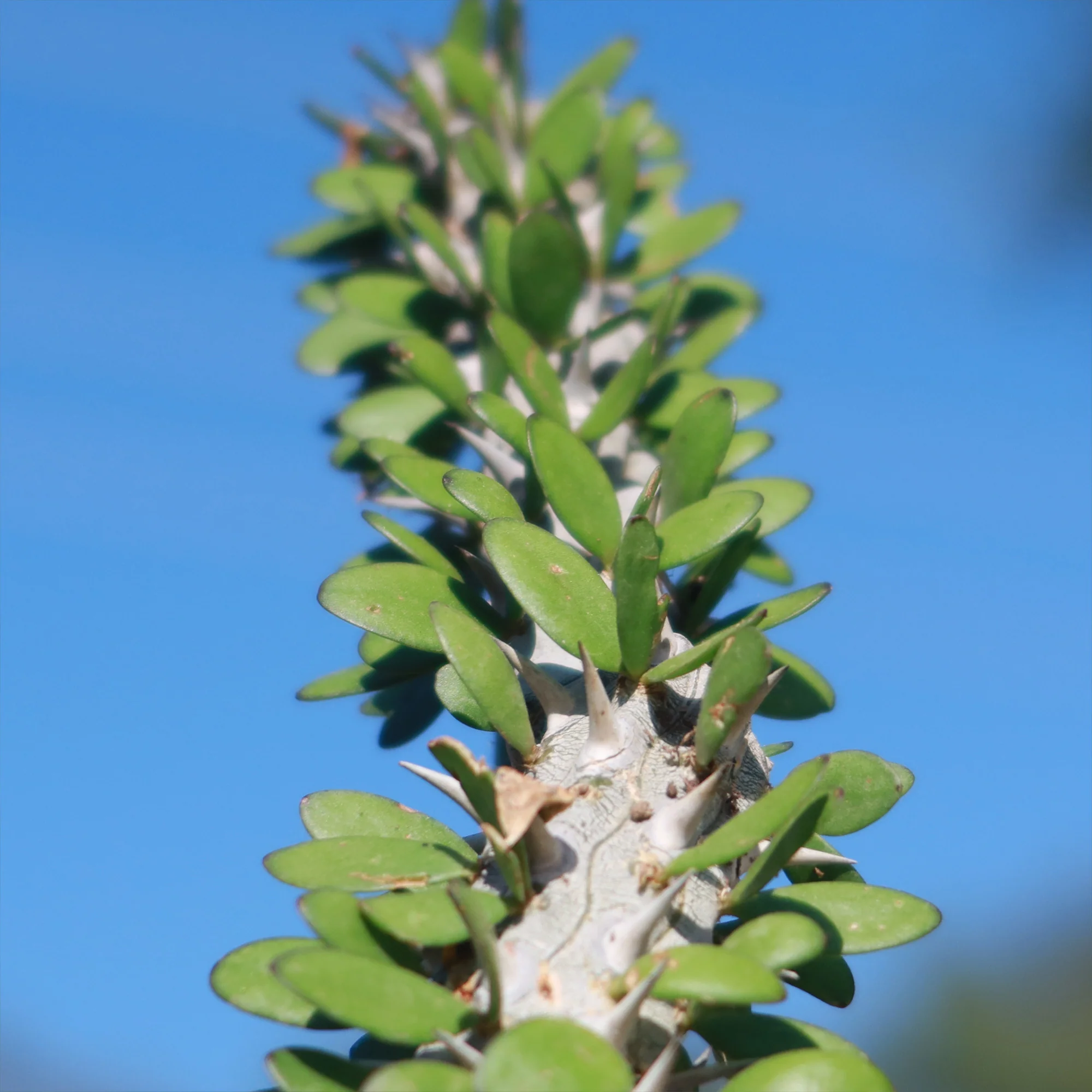 Madagascar ocotillo 'Alluaudia procera'