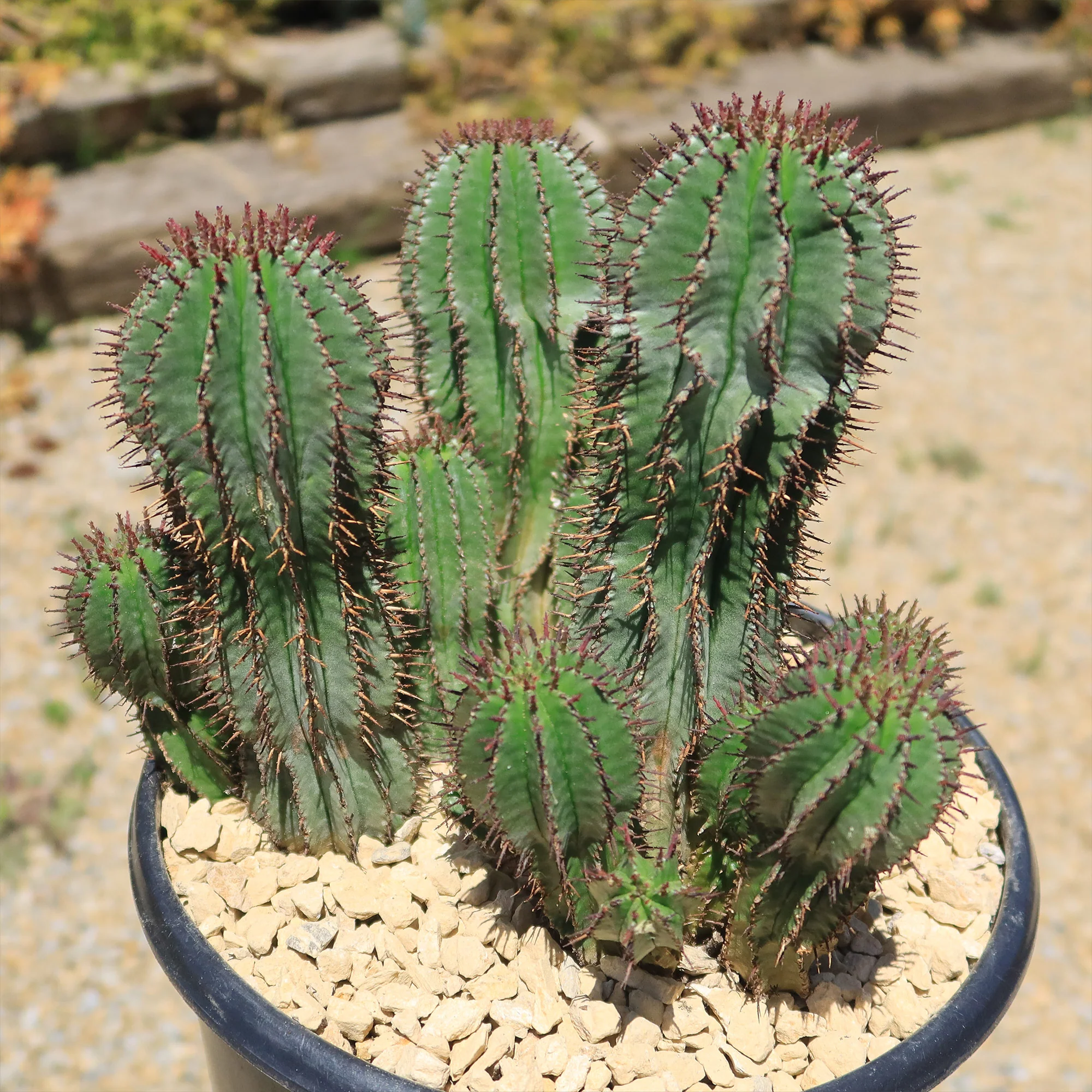Milk Barrel Cactus ��Euphorbia cereiformis��