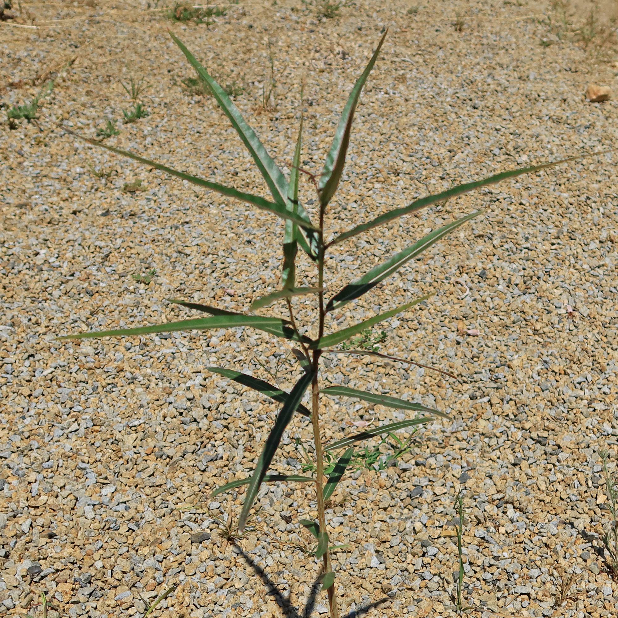 Queensland Bottle Tree 'Brachychiton rupestris'