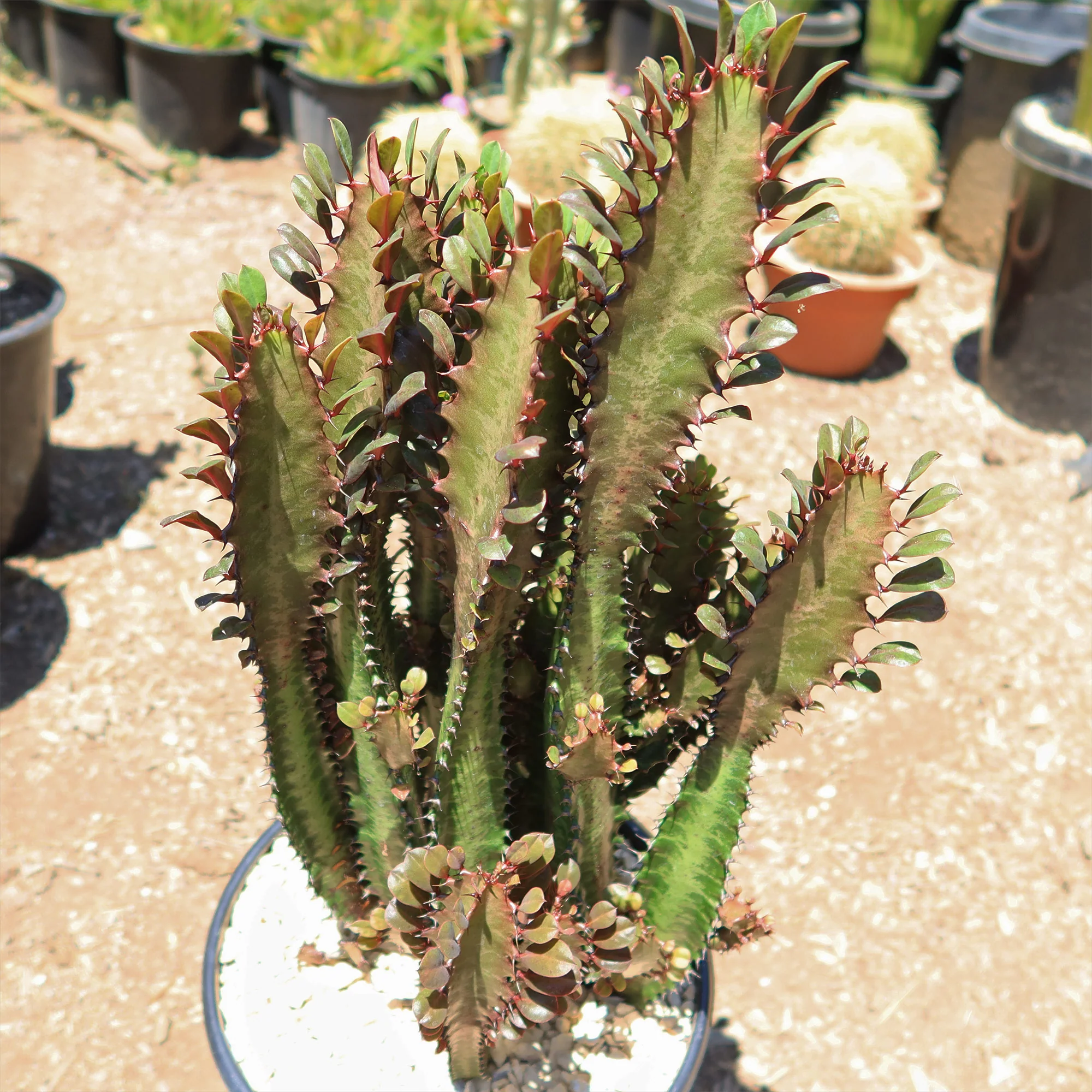 African Milk Tree - Euphorbia trigona 'Rubra'