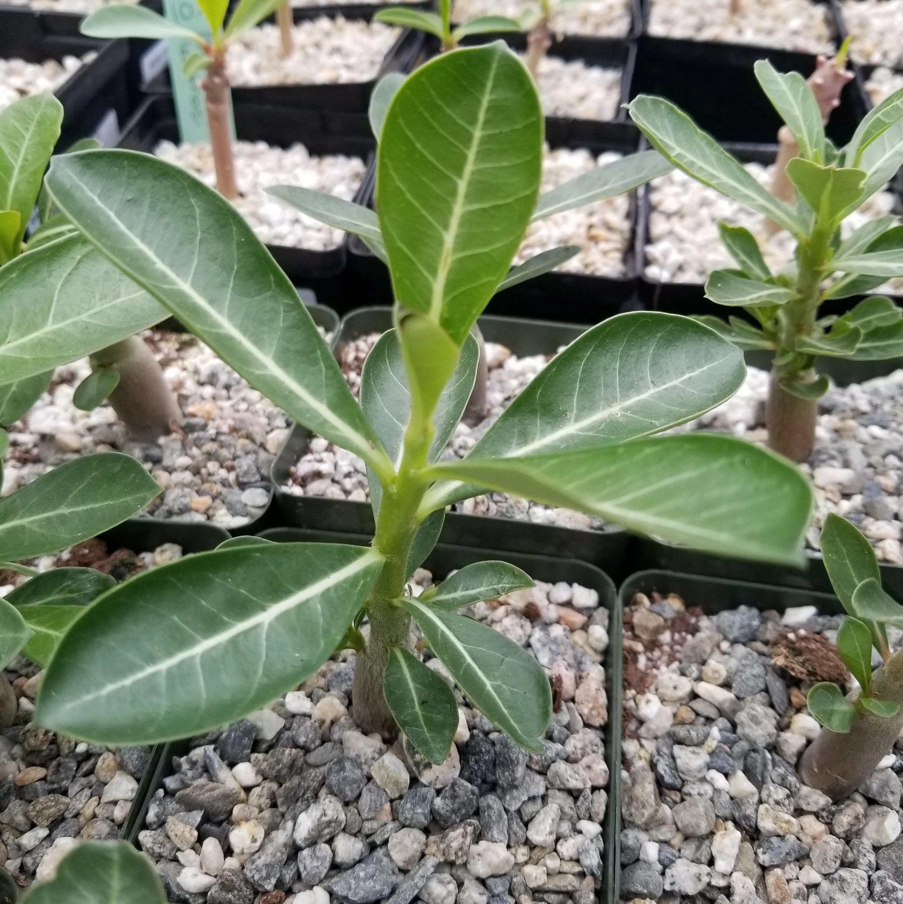 Desert Rose 'Adenium obesum'