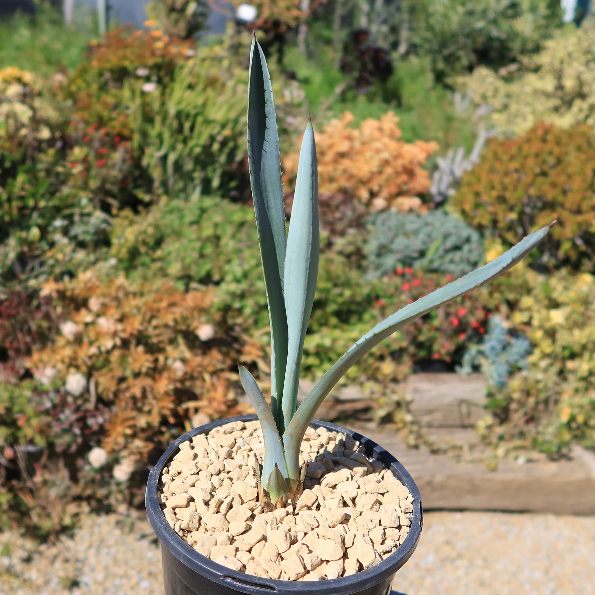 Blue agave - Agave Tequilana 'Tequila Plant'