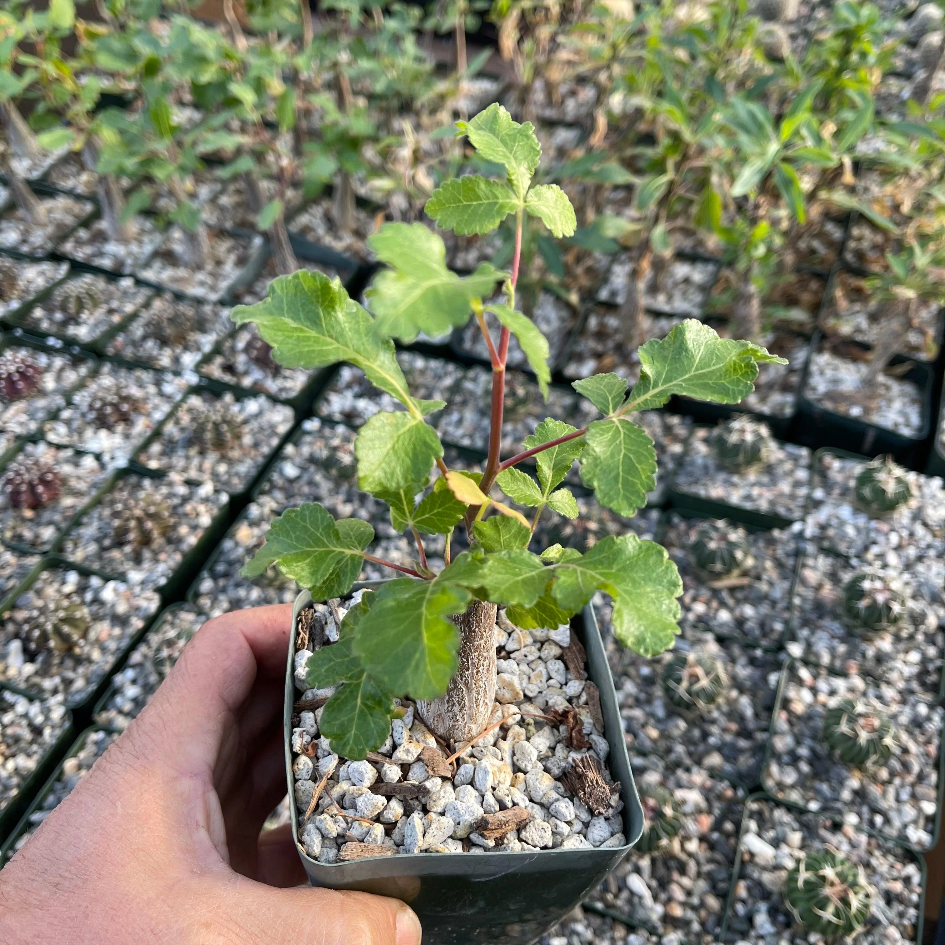 Bursera hindsiana copal