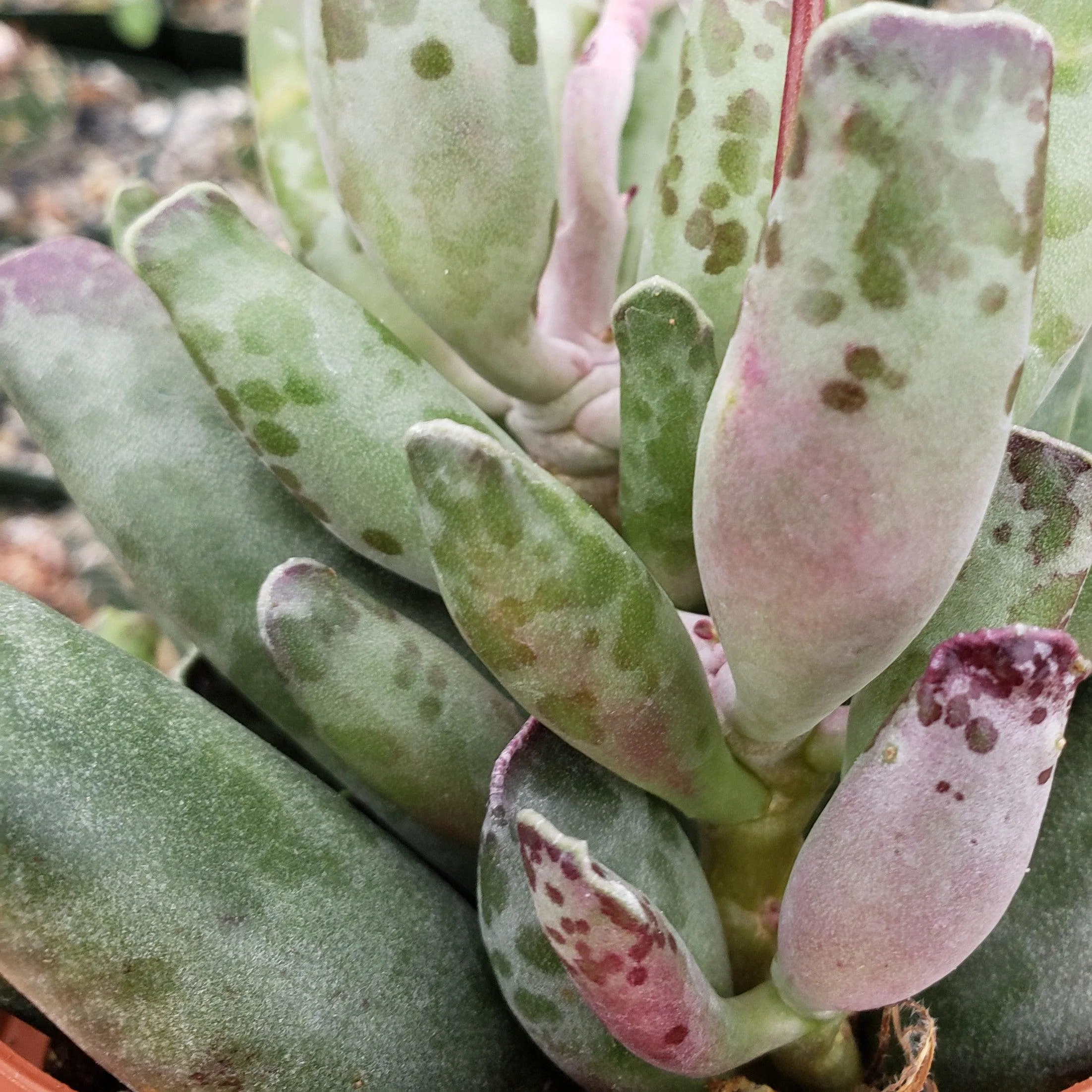 Adromischus festivus