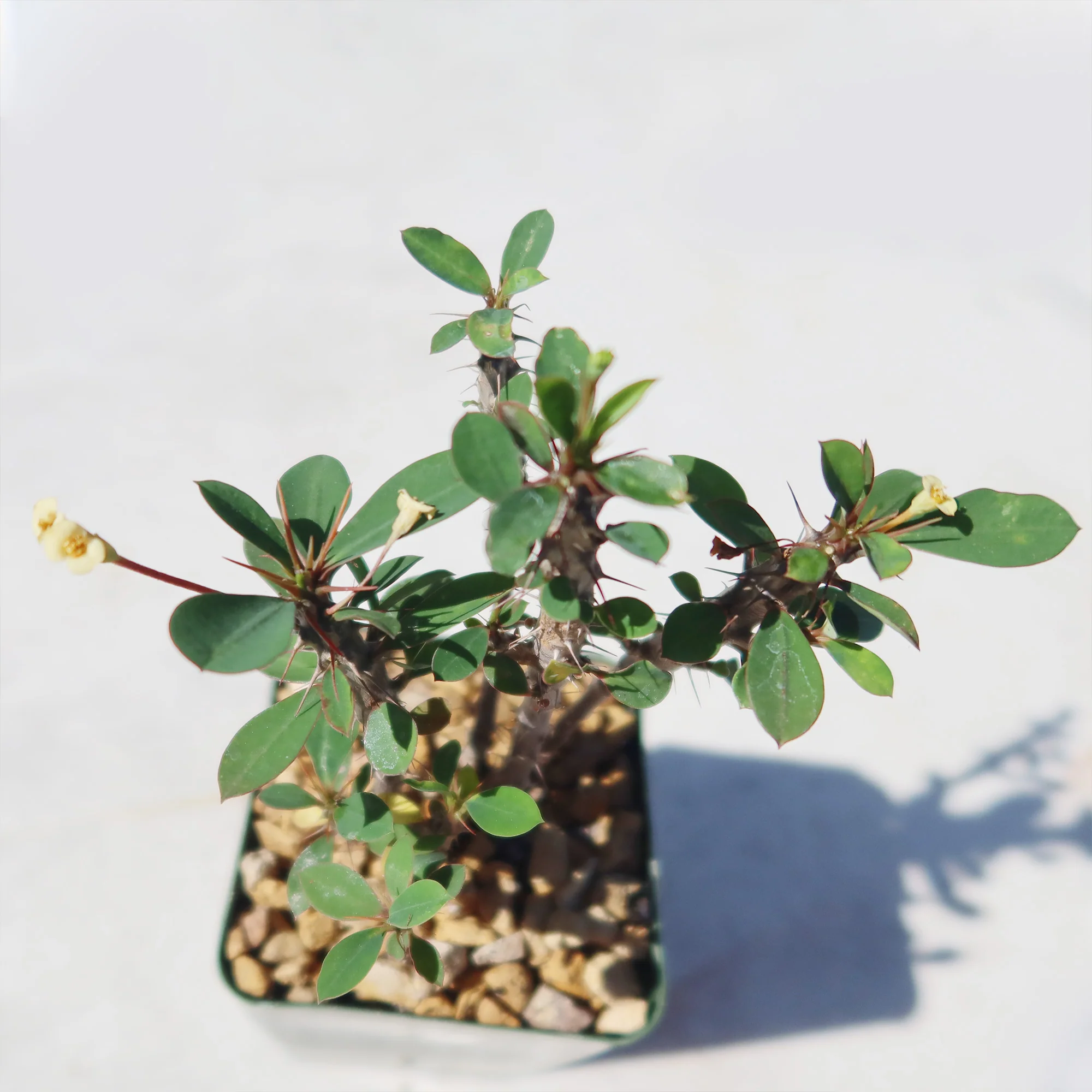 Euphorbia milii Yellow �C Crown of Thorns