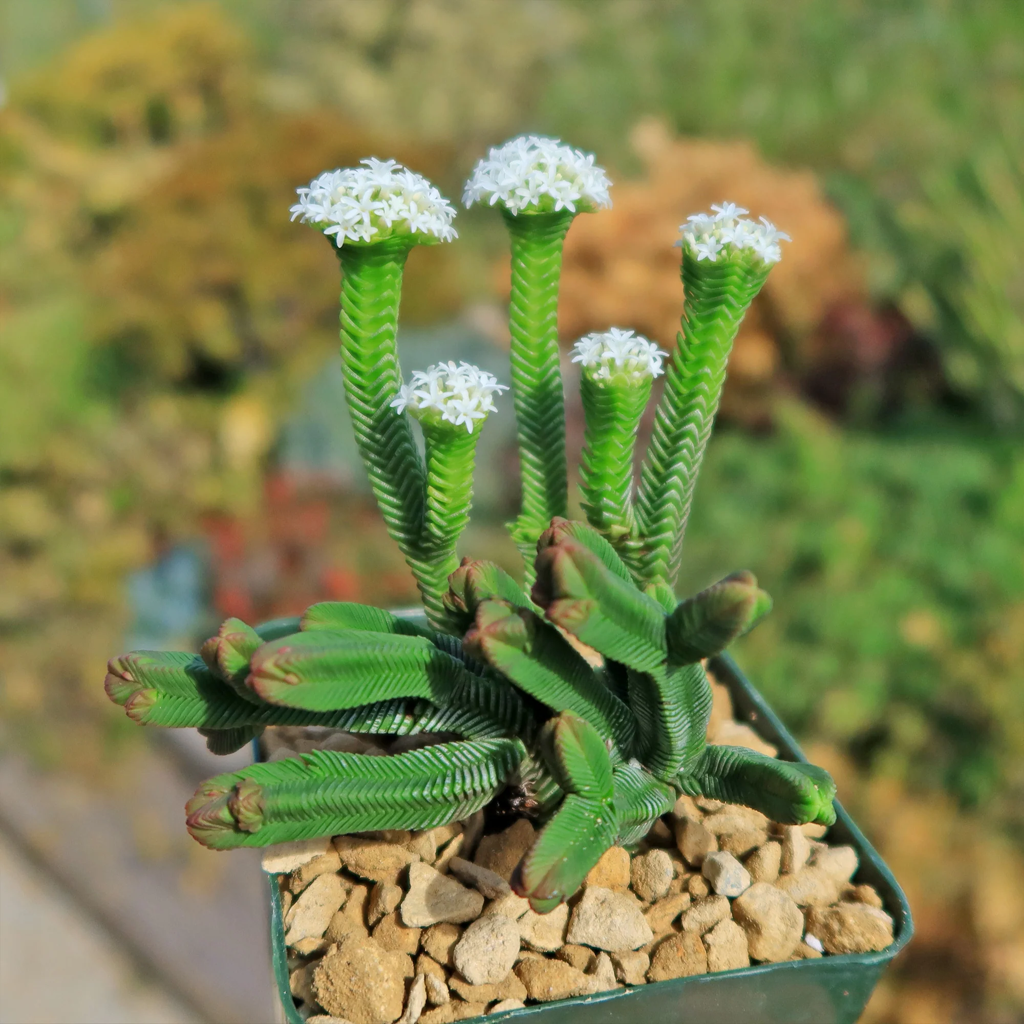 Pagoda Mini Jade ��Crassula pyramidalis��