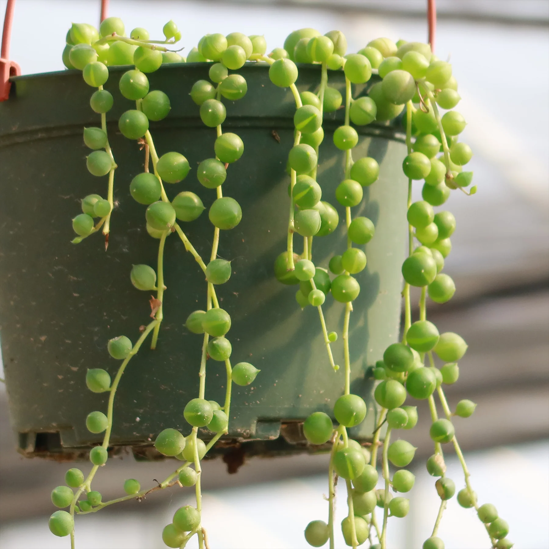 String of Pearls 'Senecio rowleyanus'
