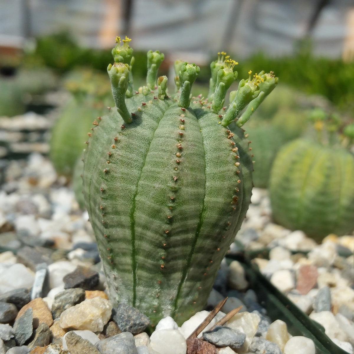Baseball Plant 'Euphorbia obesa'