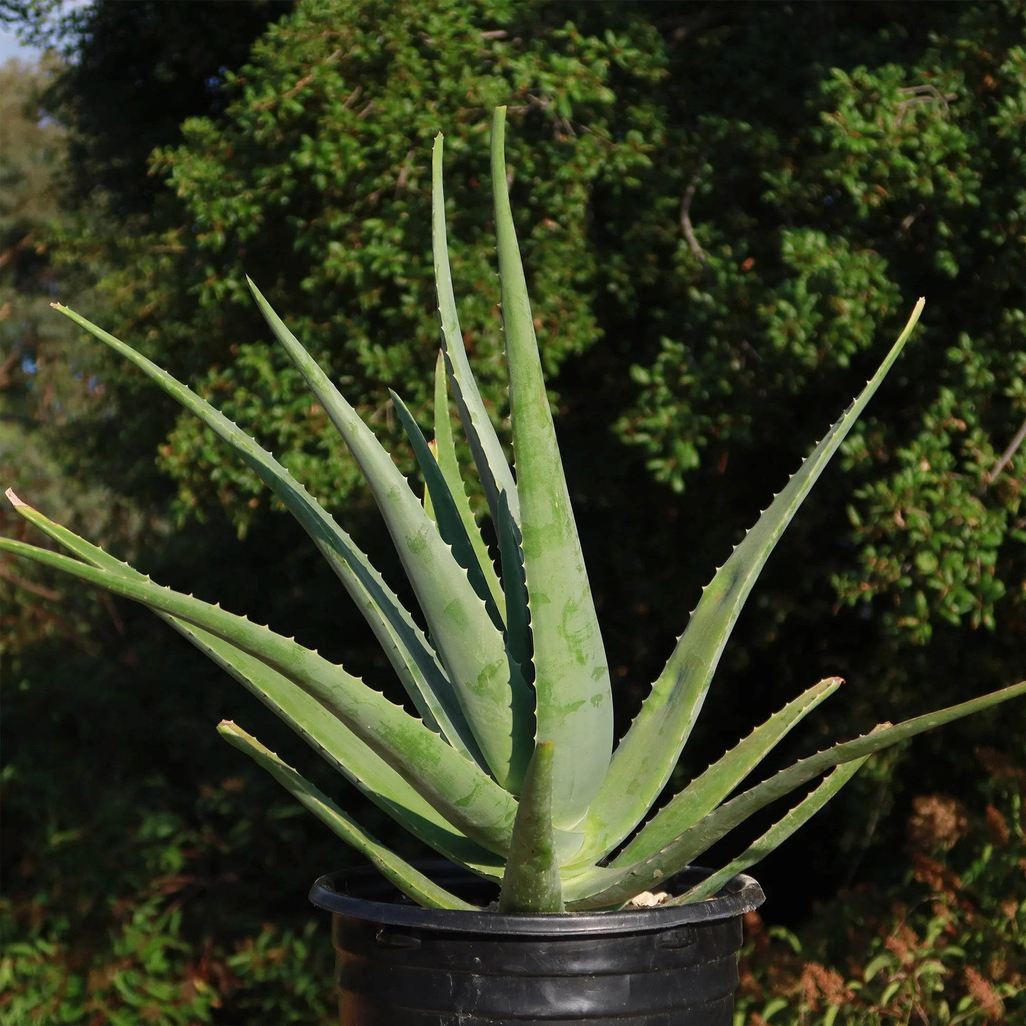 Aloe Vera - Aloe?barbadensis 'miller'