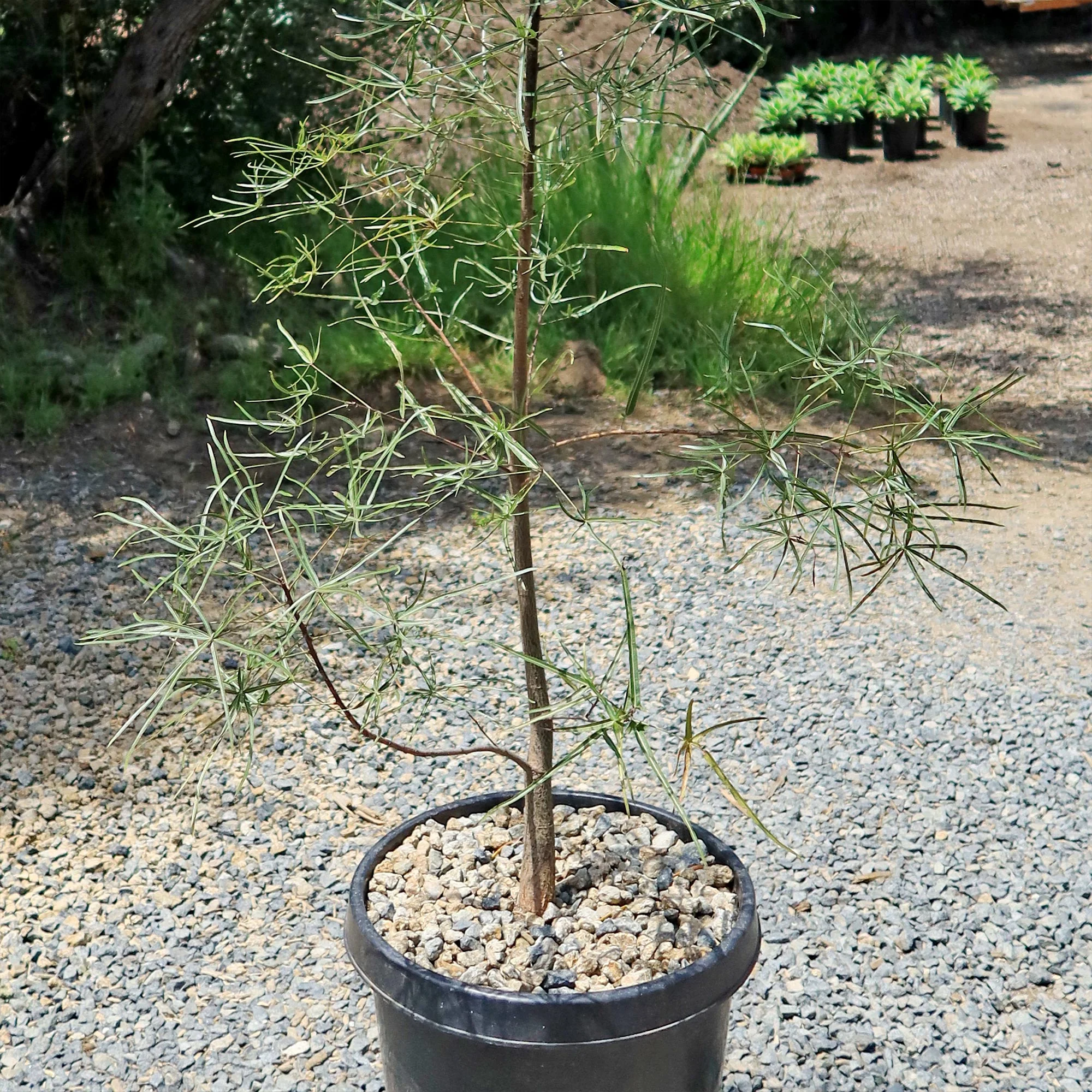 Queensland Bottle Tree 'Brachychiton rupestris'