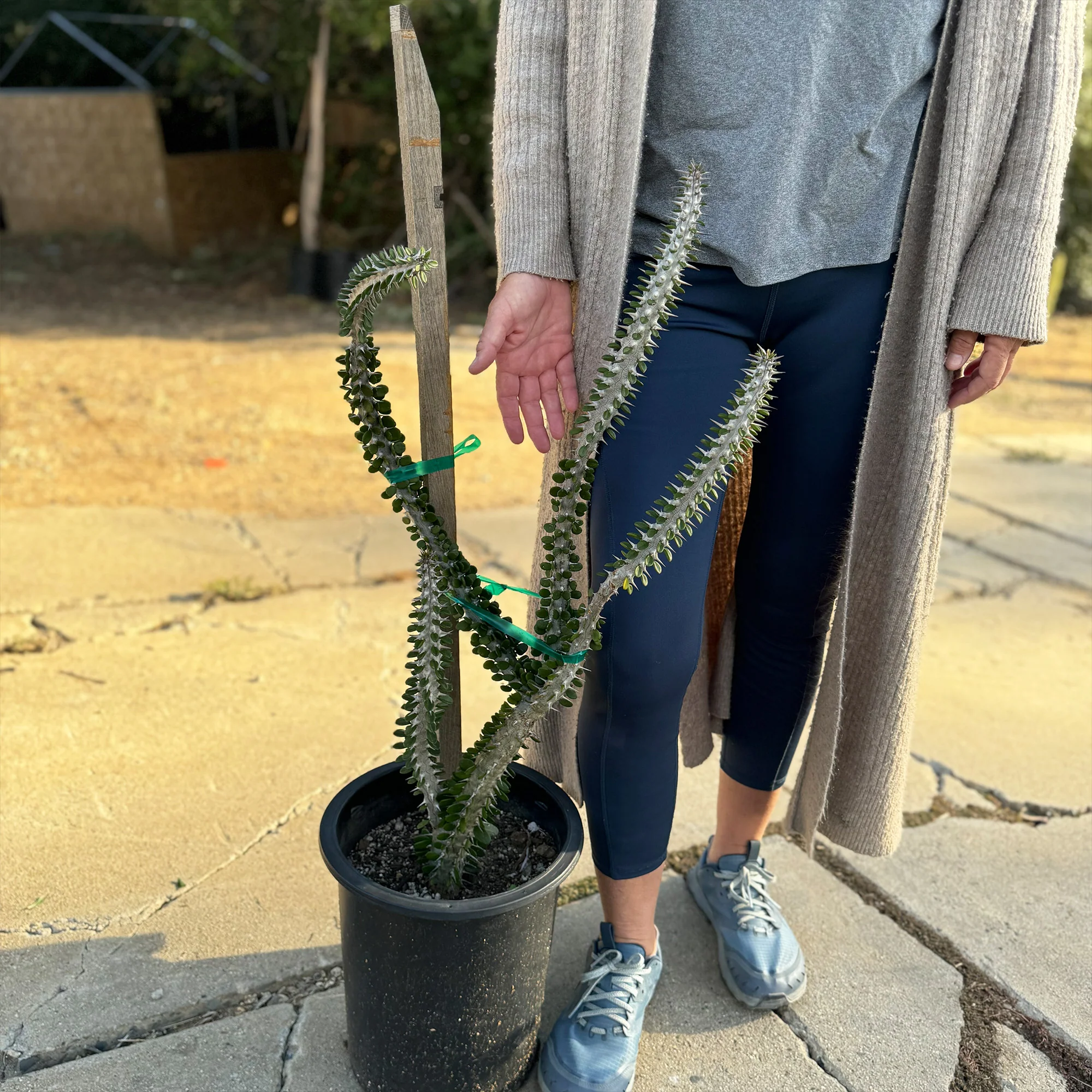 Madagascar ocotillo 'Alluaudia procera'